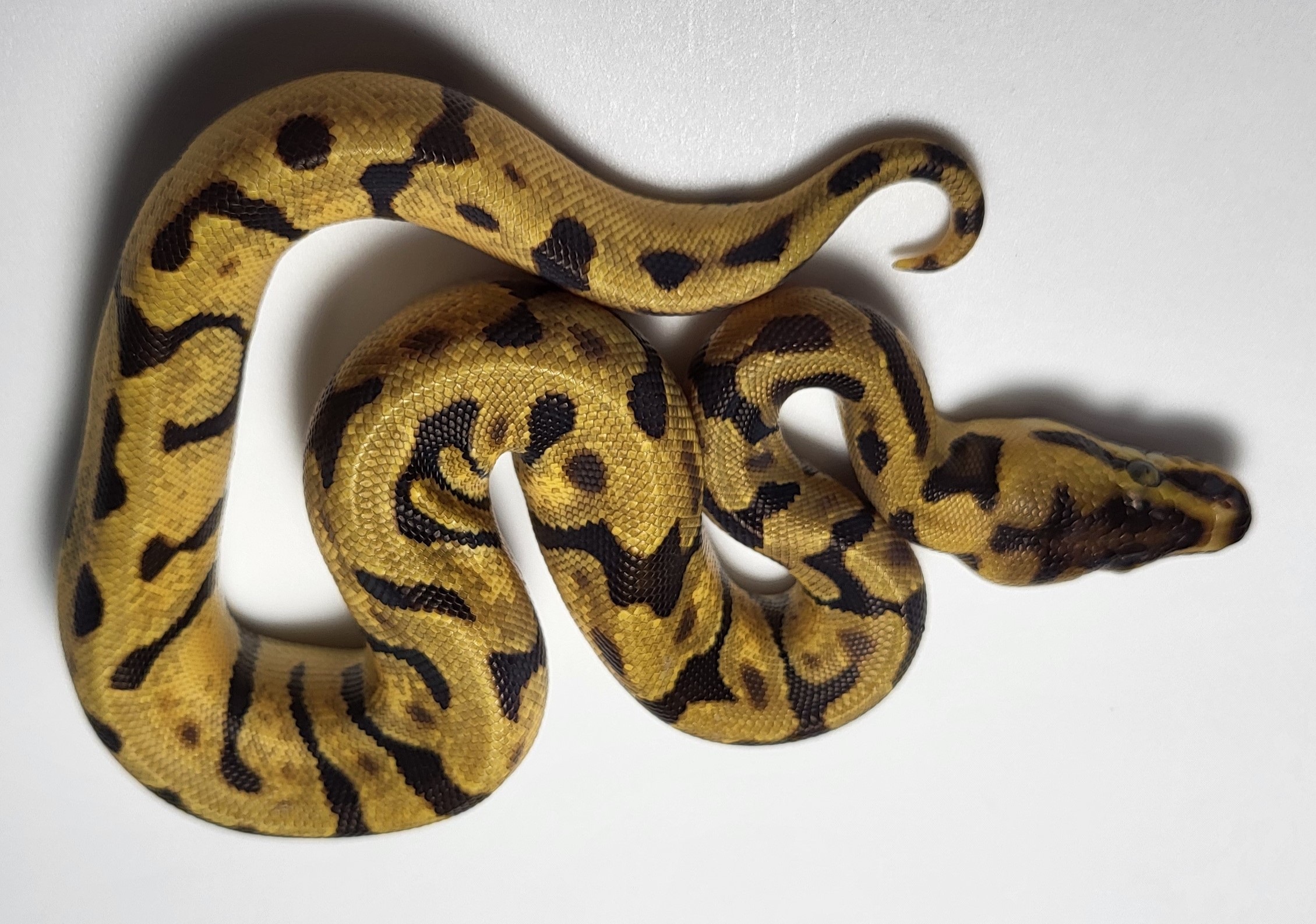 Super Enchi het hypo possible het axanthic 