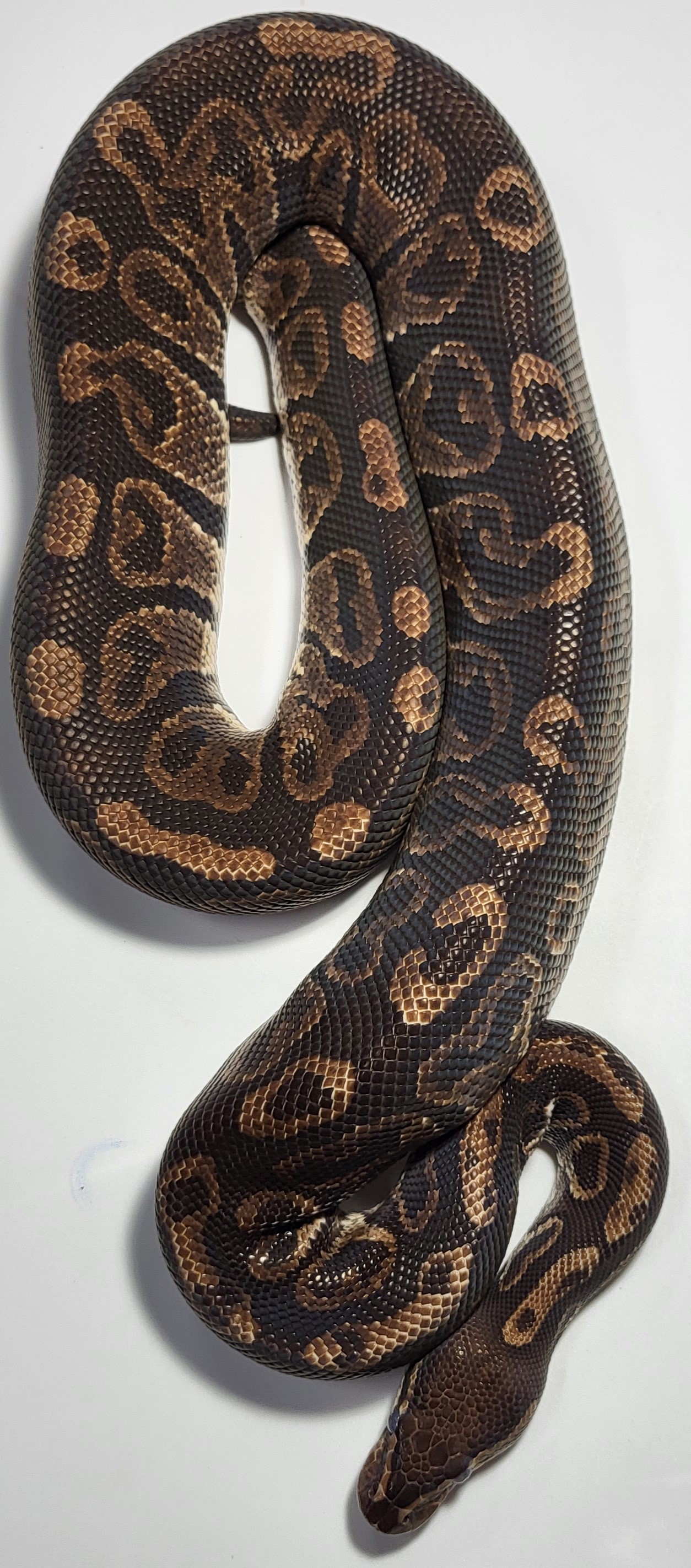Hurrucam Granite 