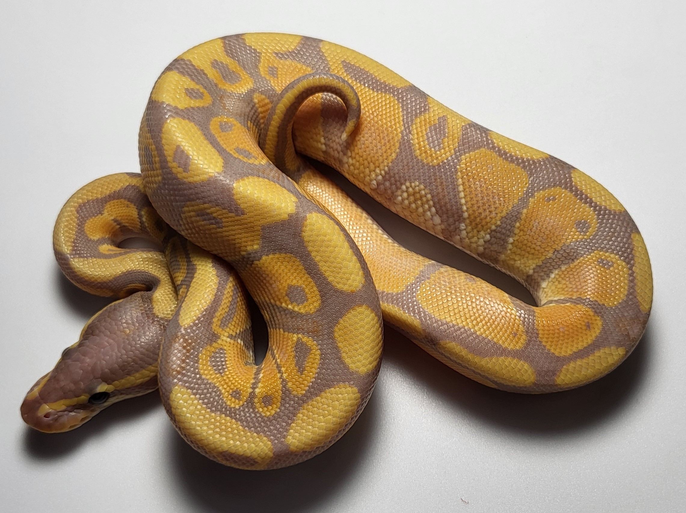 Banana het puzzle 