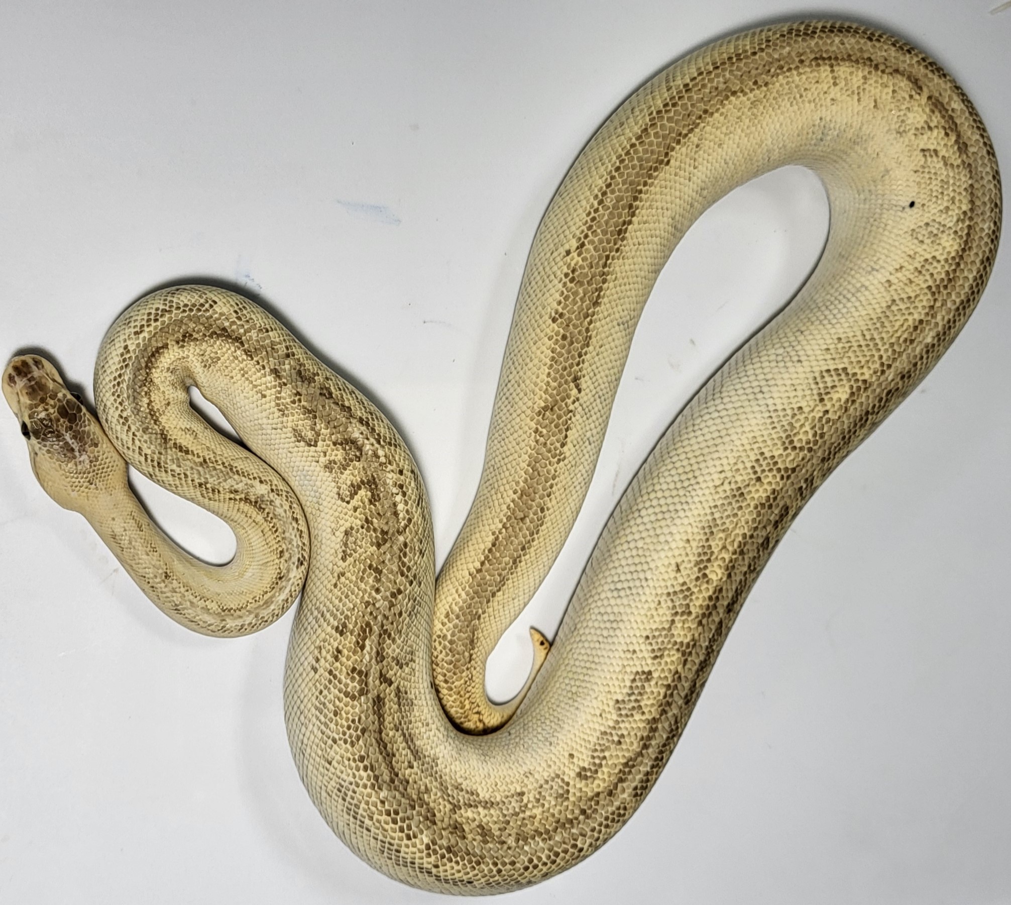 Lesser Leopard Pinstripe 