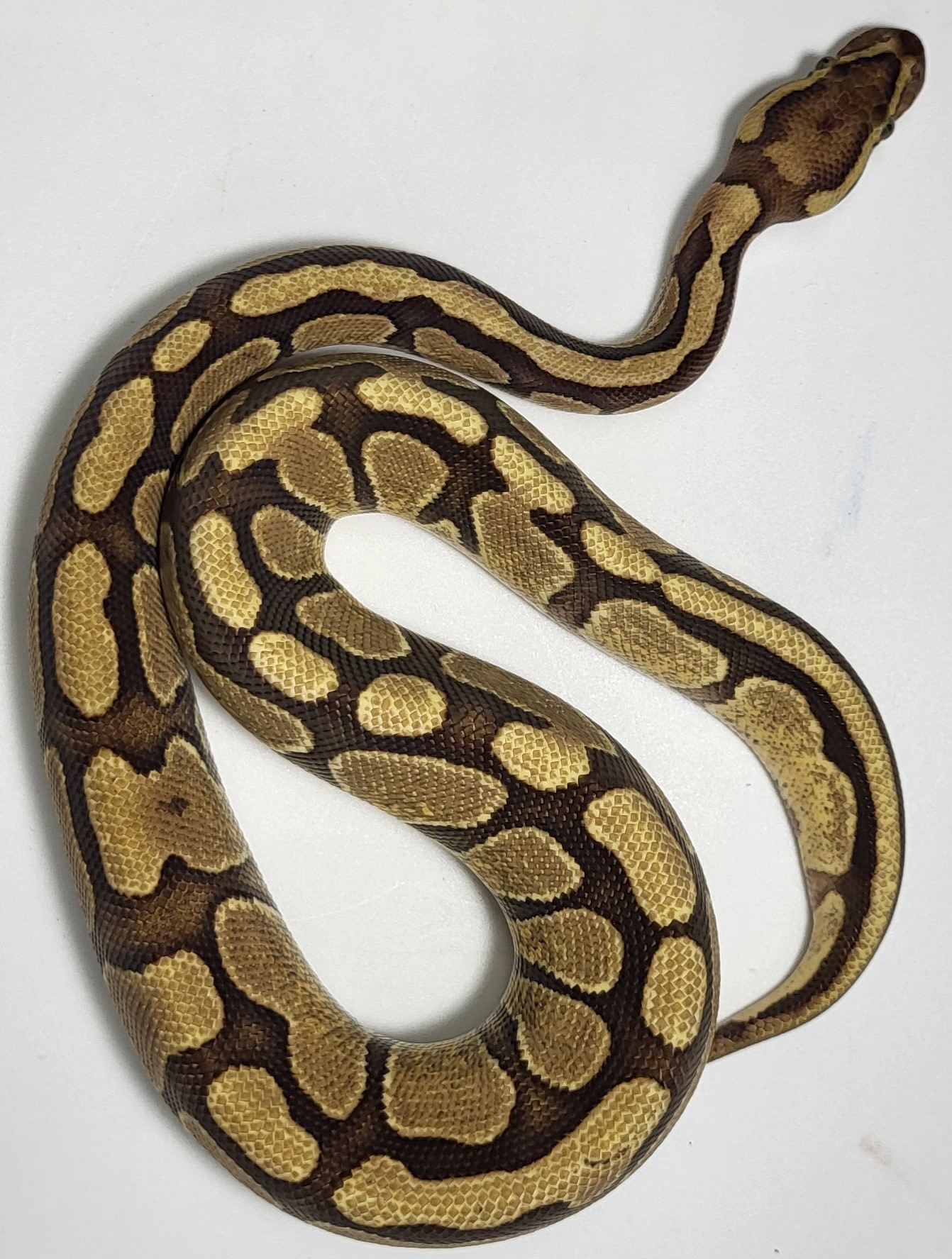 Enchi Fire het genetic Stripe 