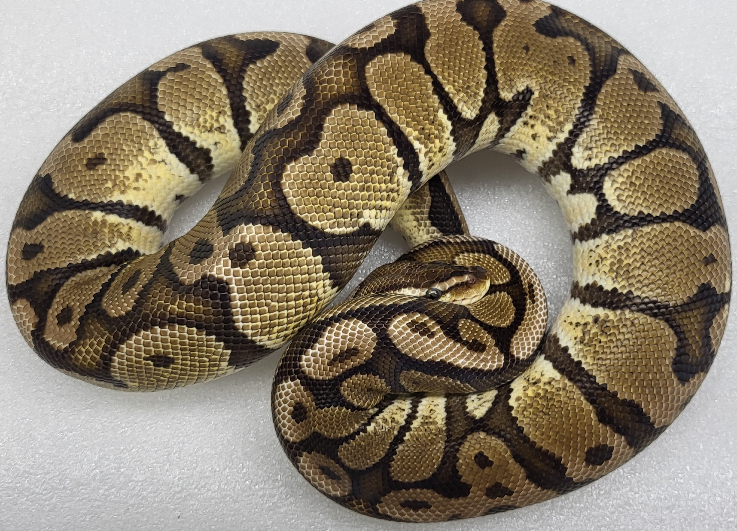 Pastel Red Stripe Het Hypo Female
