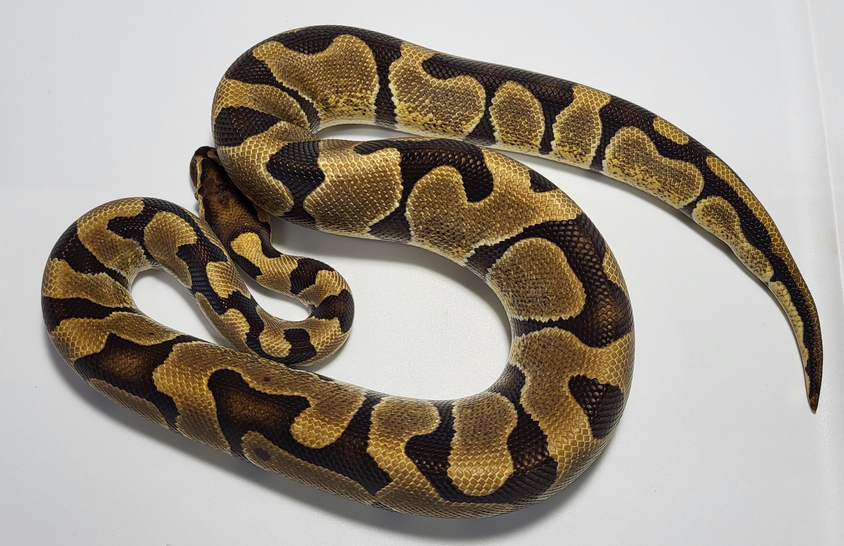 Enchi Fire het hypo and desert ghost