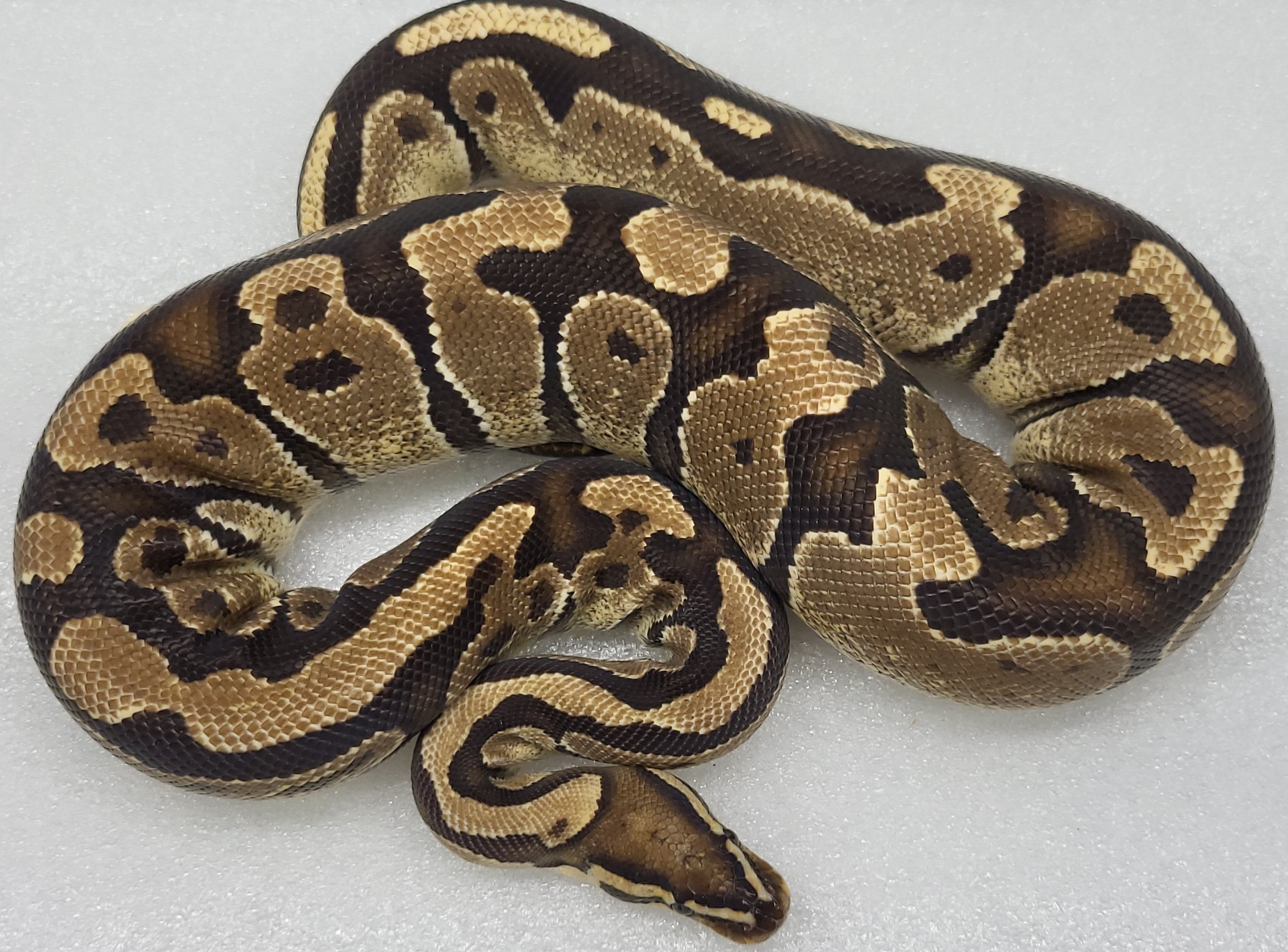 Fire Yellowbelly Female 