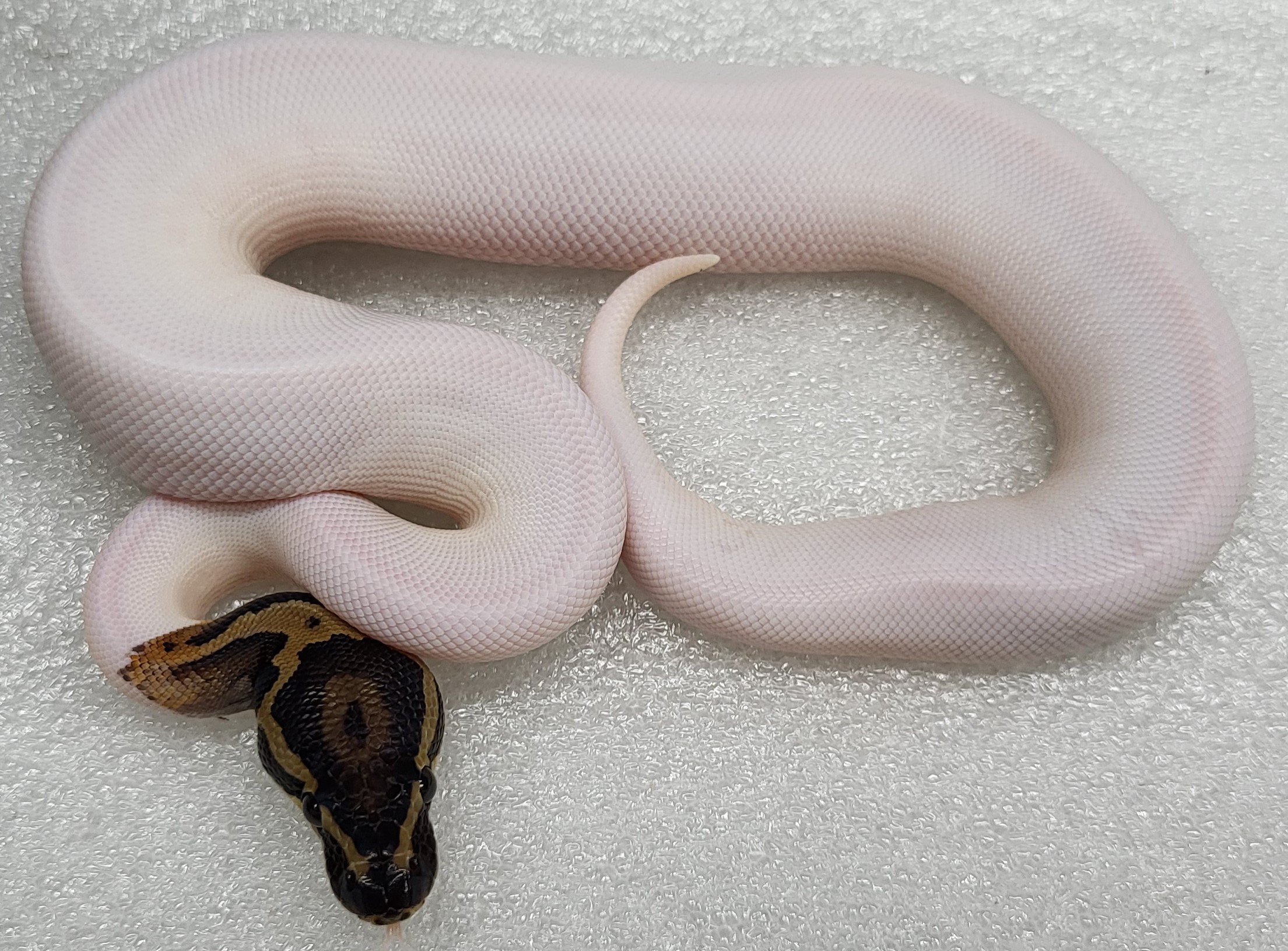 High White Pied Male 