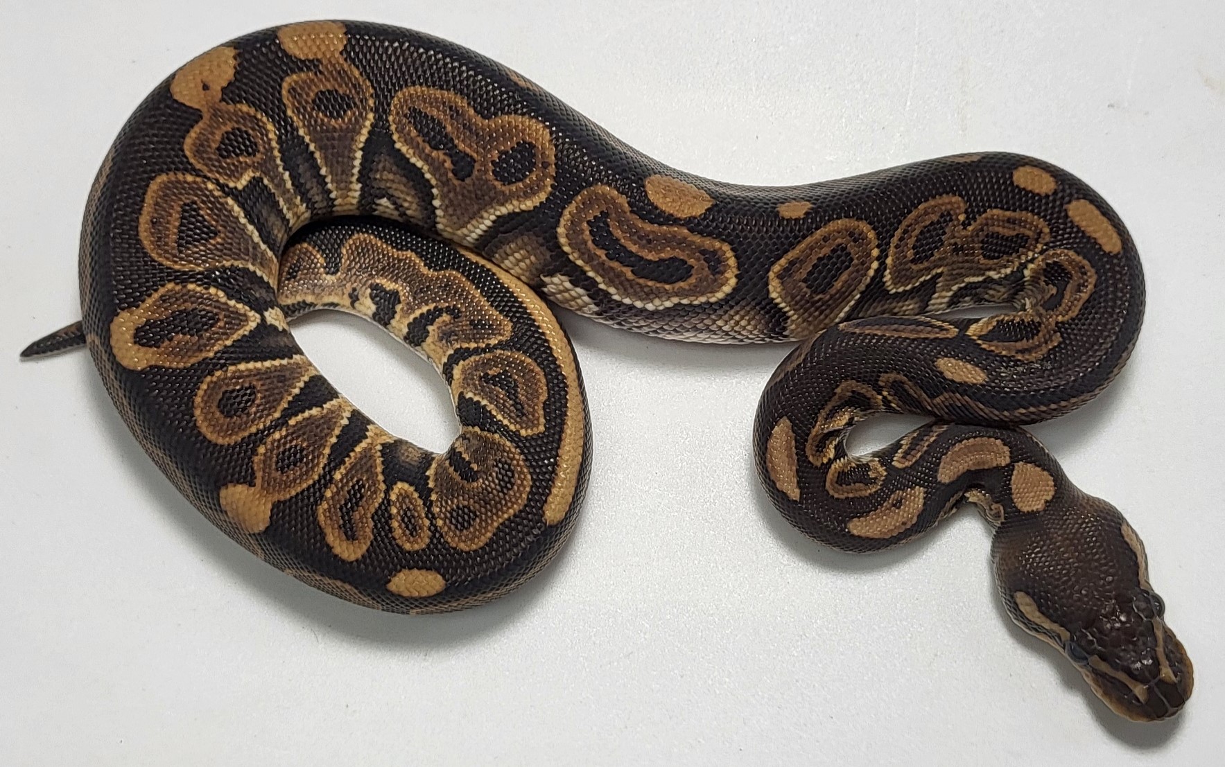 Black Pastel het hypo 