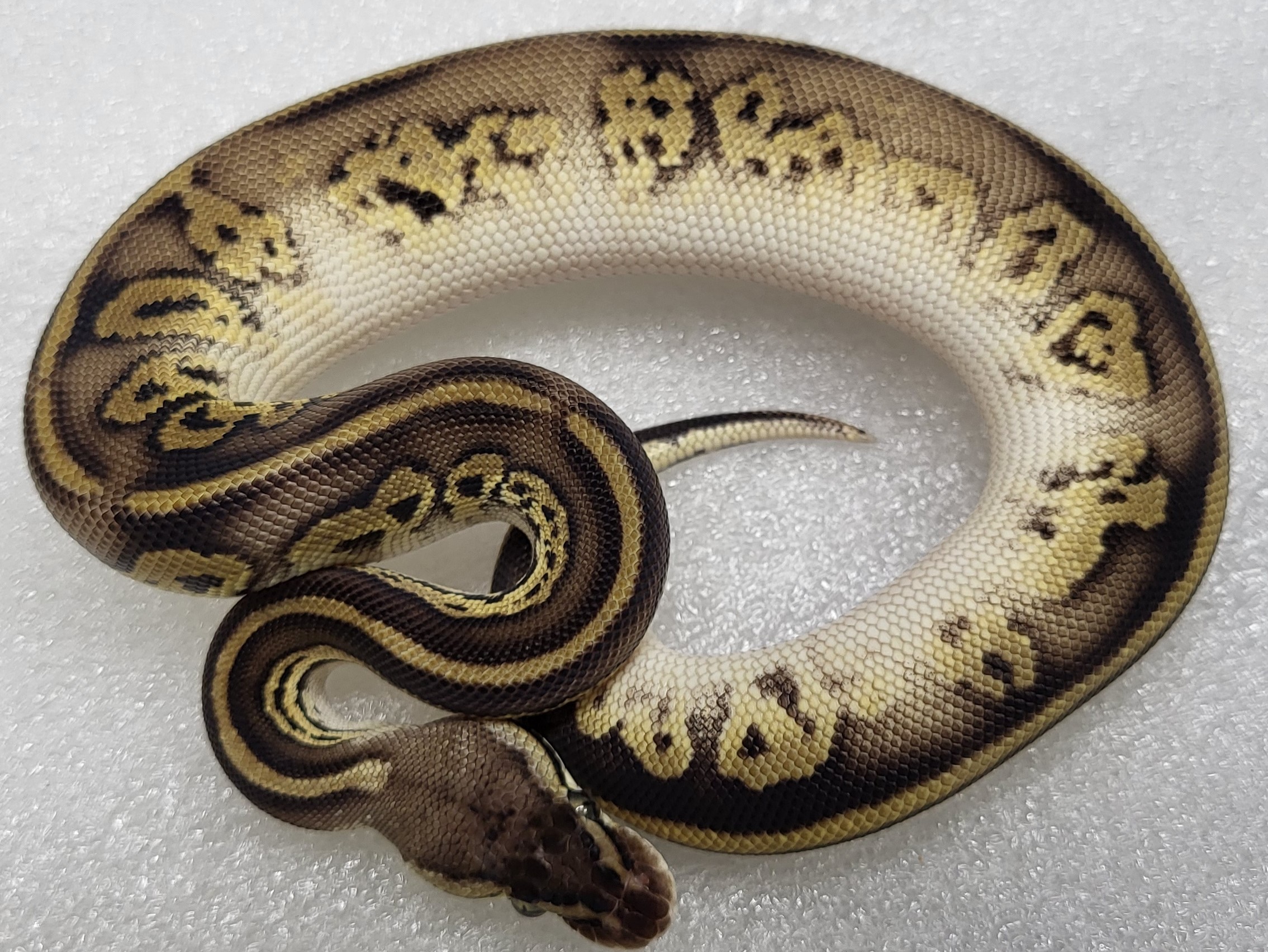 Bongo Leopard Pastel ph vpi ax clown  Male 