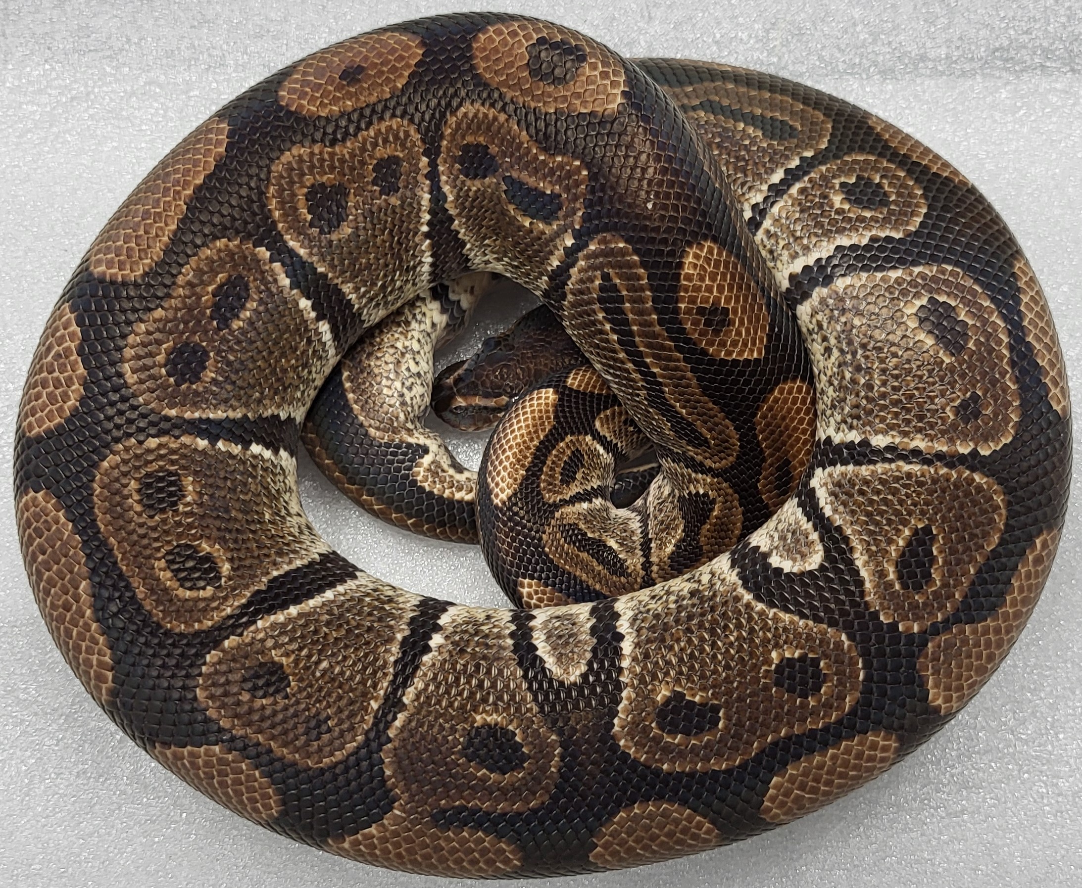 Normal Triple Het hypo ultramel clowm Male 