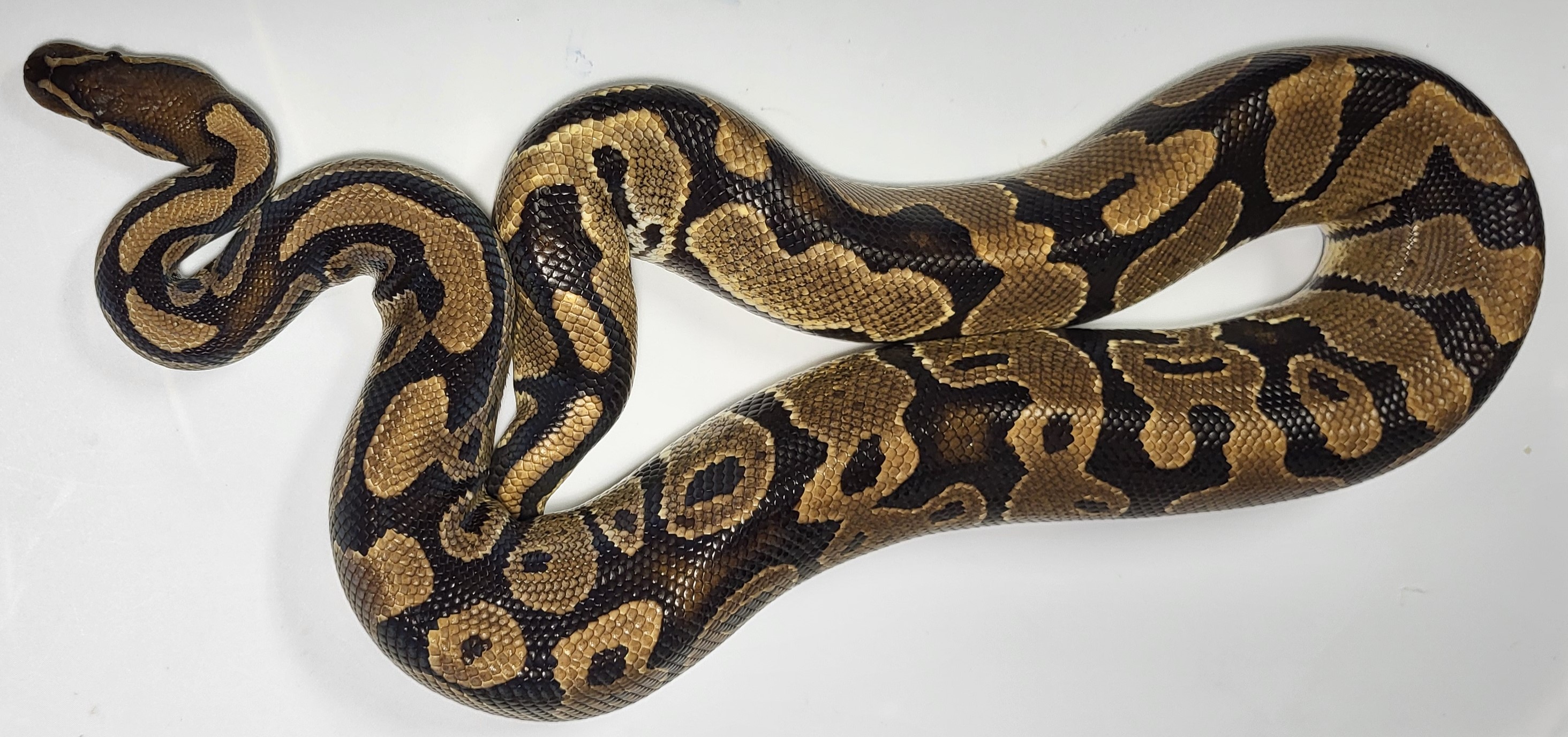 Yellowbelly 