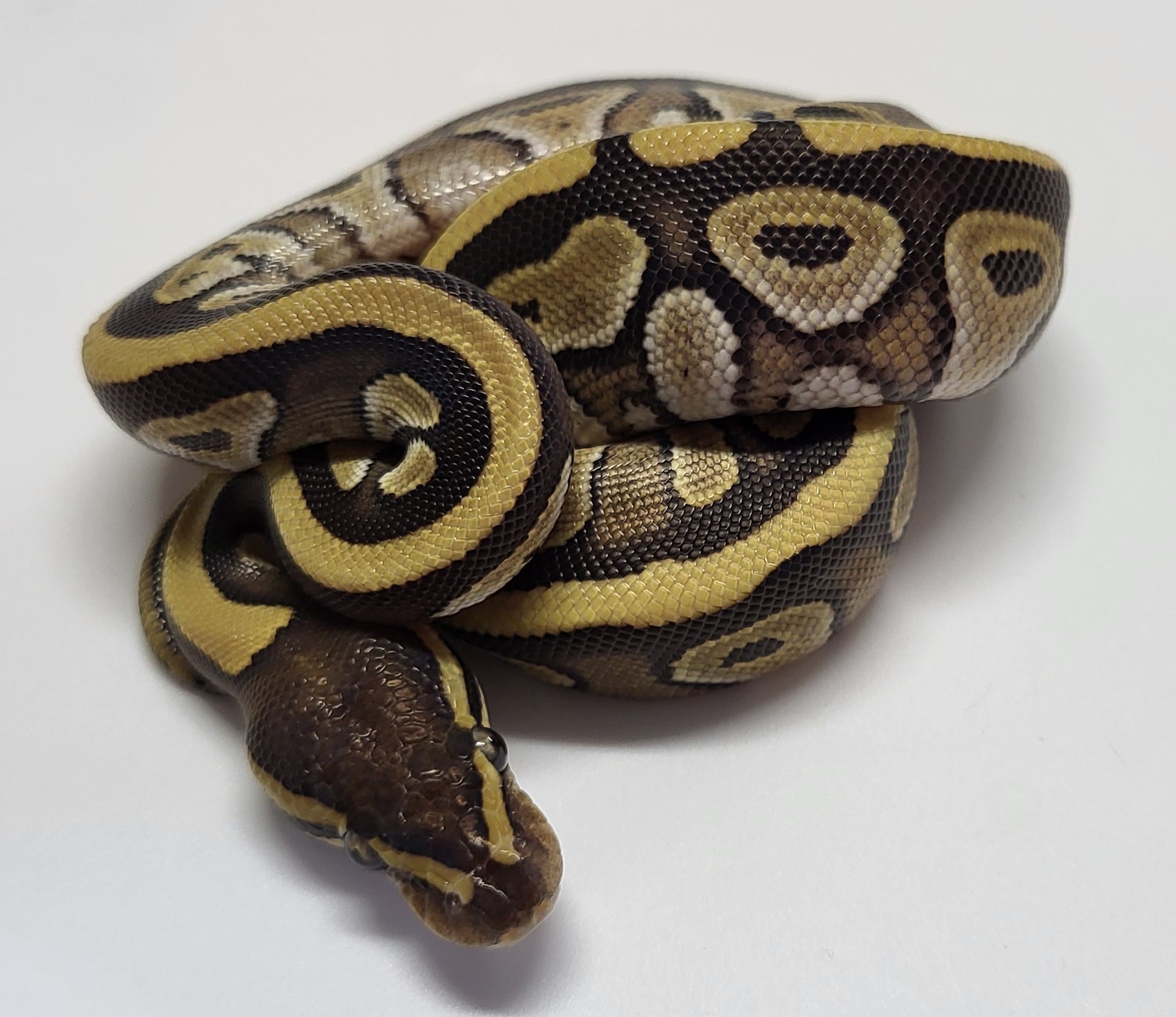 Black Head Mojave het puzzle possible hypo 
