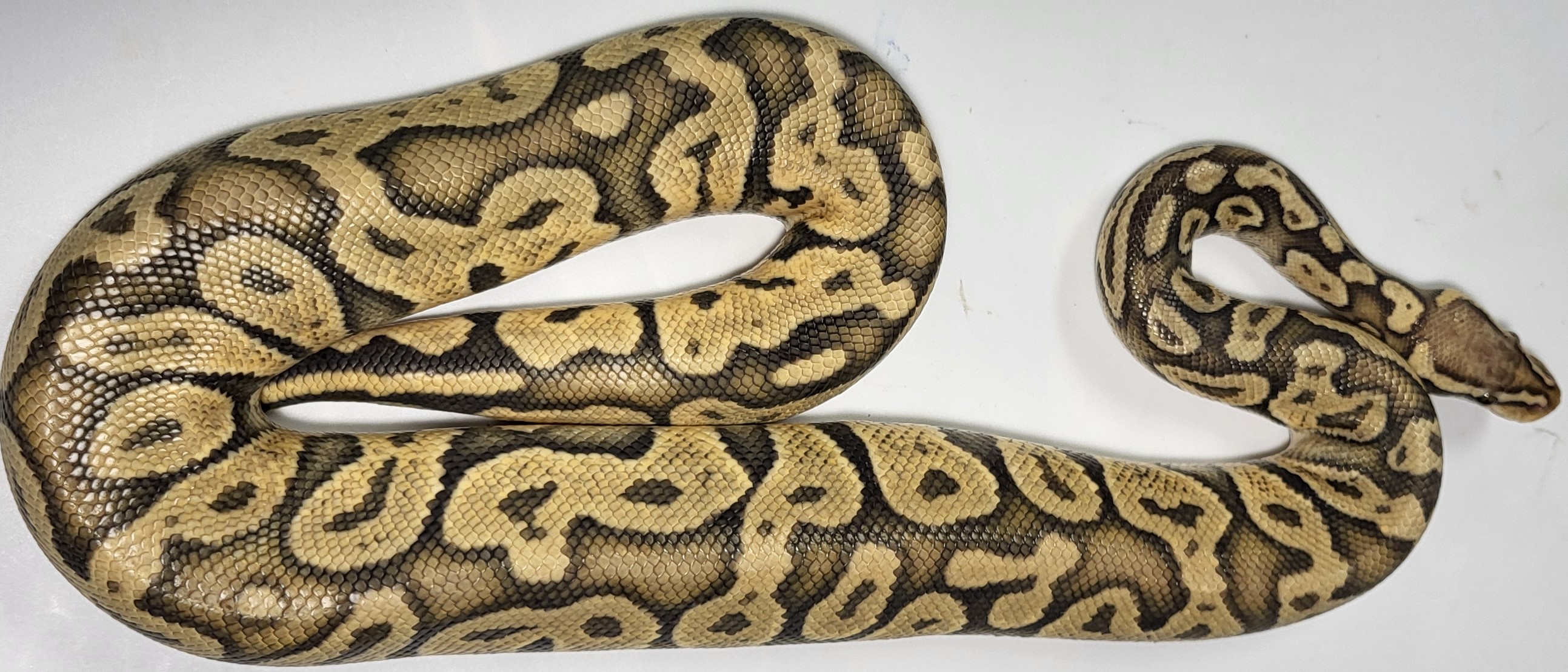 Super Pastel Hypo 