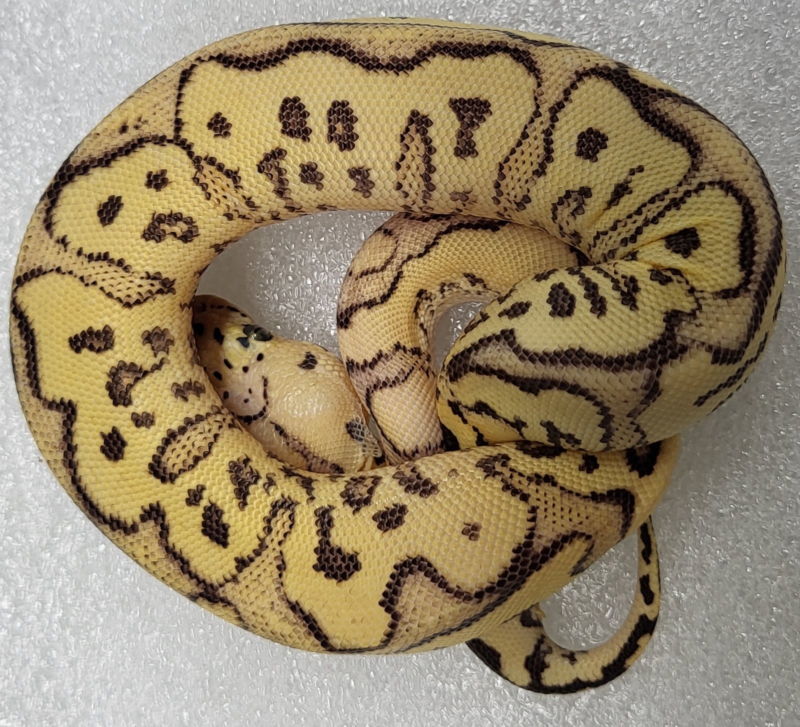 Firefly SRK Yellowbelly Clown Male 