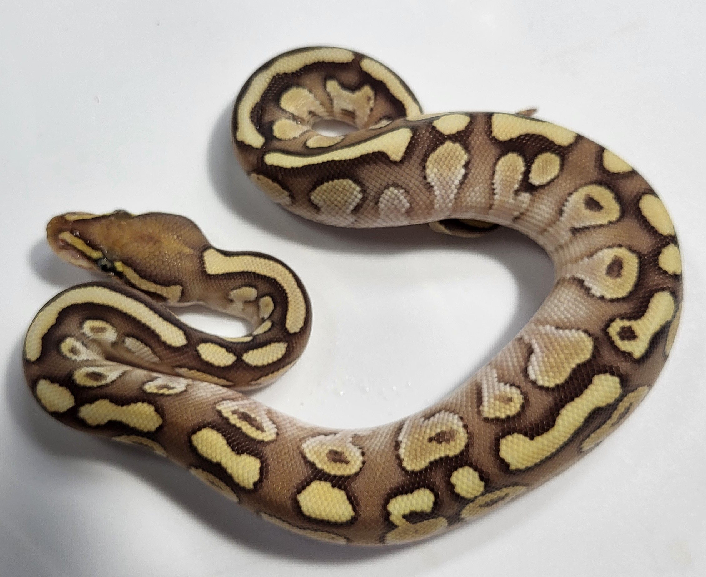 Lesser Red Stripe possible het hypo Male baby
