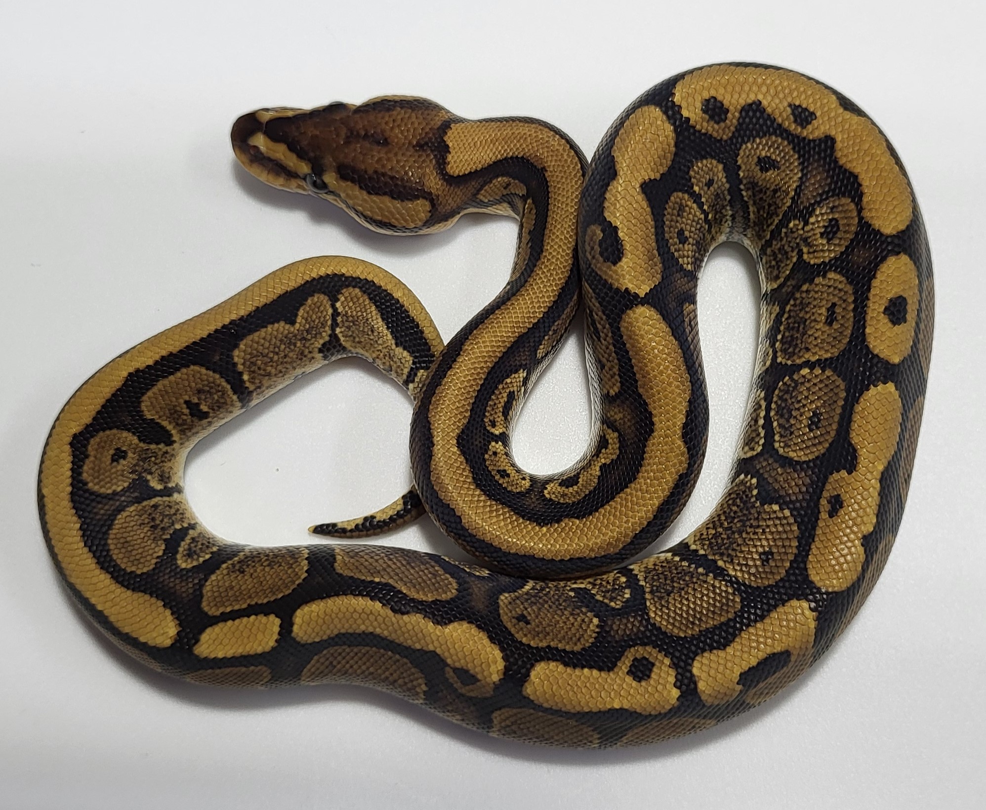 Red Stripe possible het axanthic 