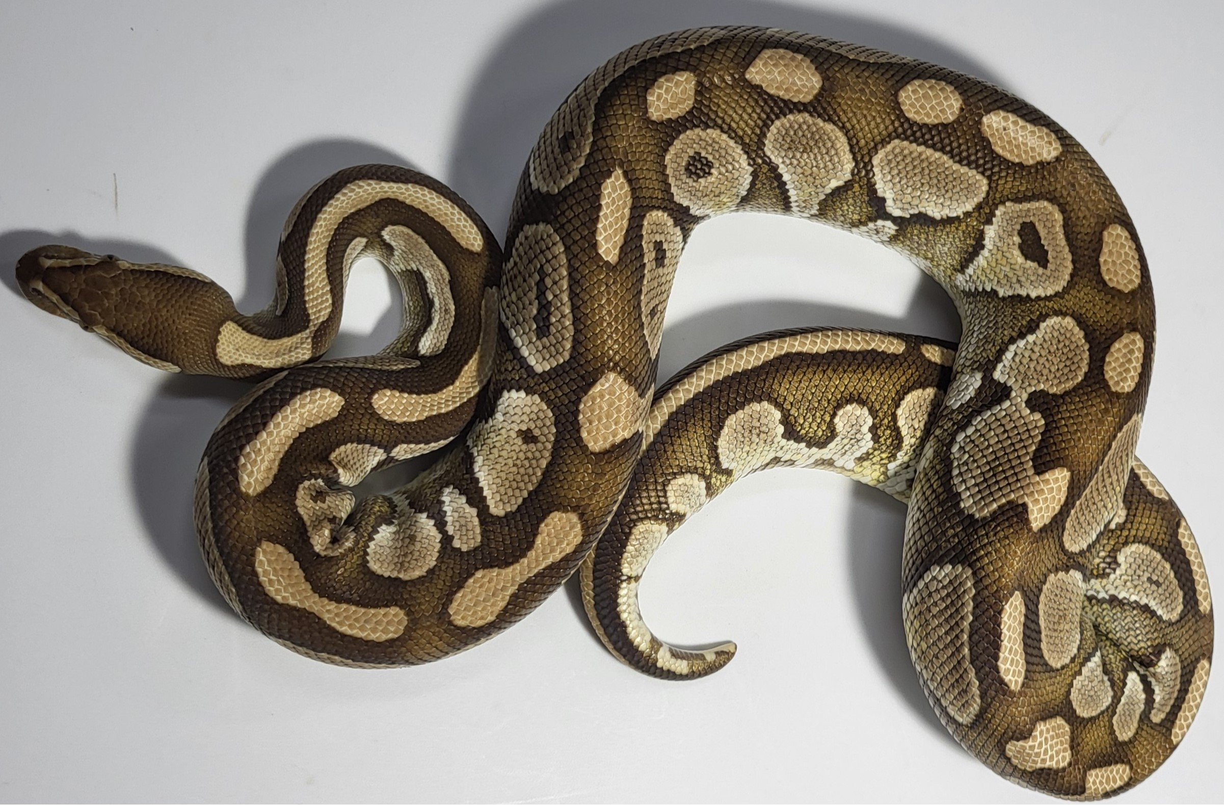 Lesser Pied 