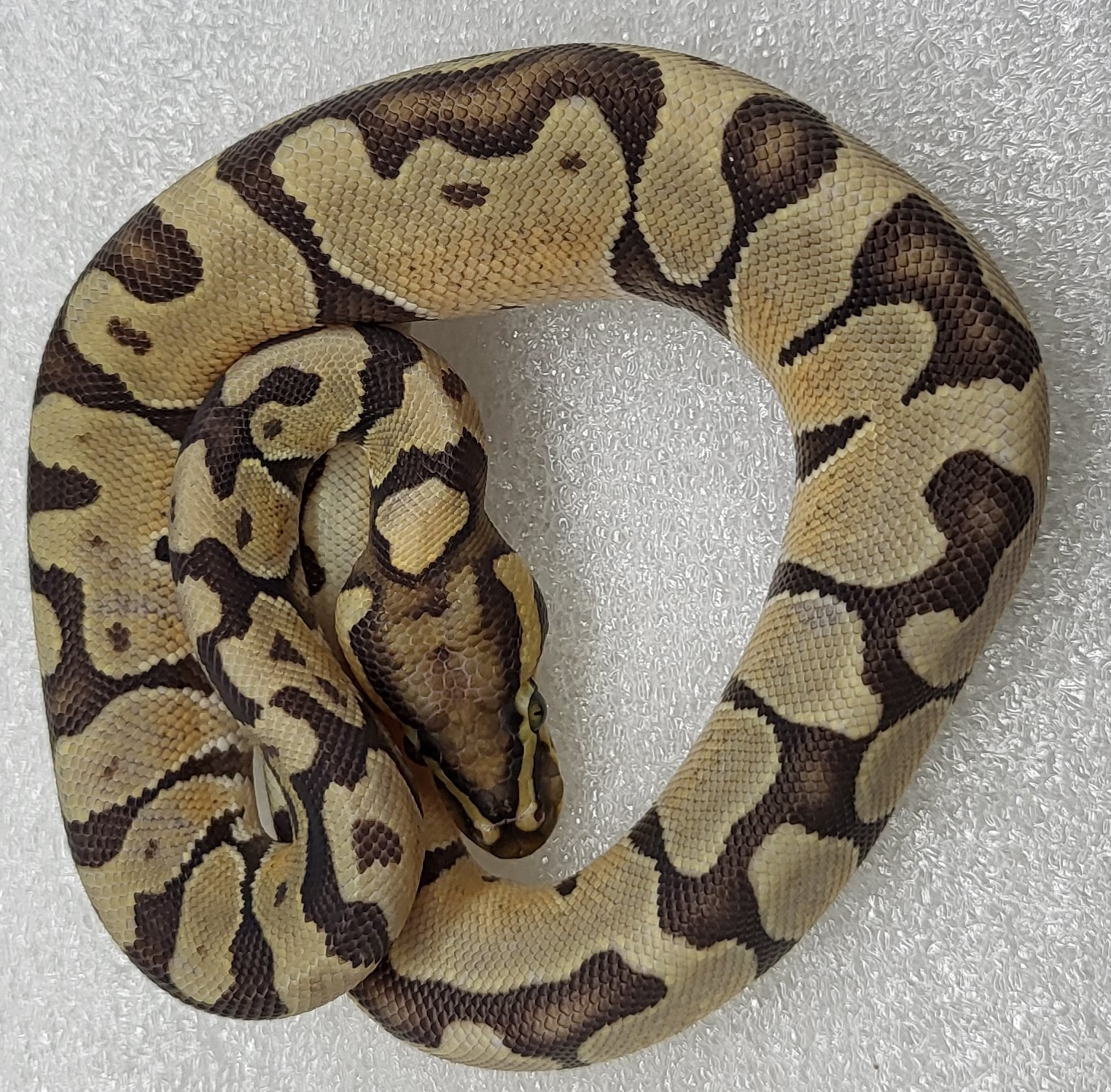 Enchi Hypo Possible Het vpi ax  Male 