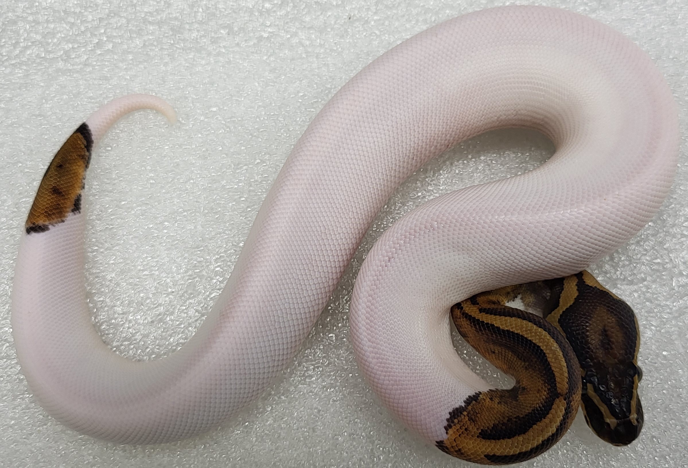 High White Pied Male 