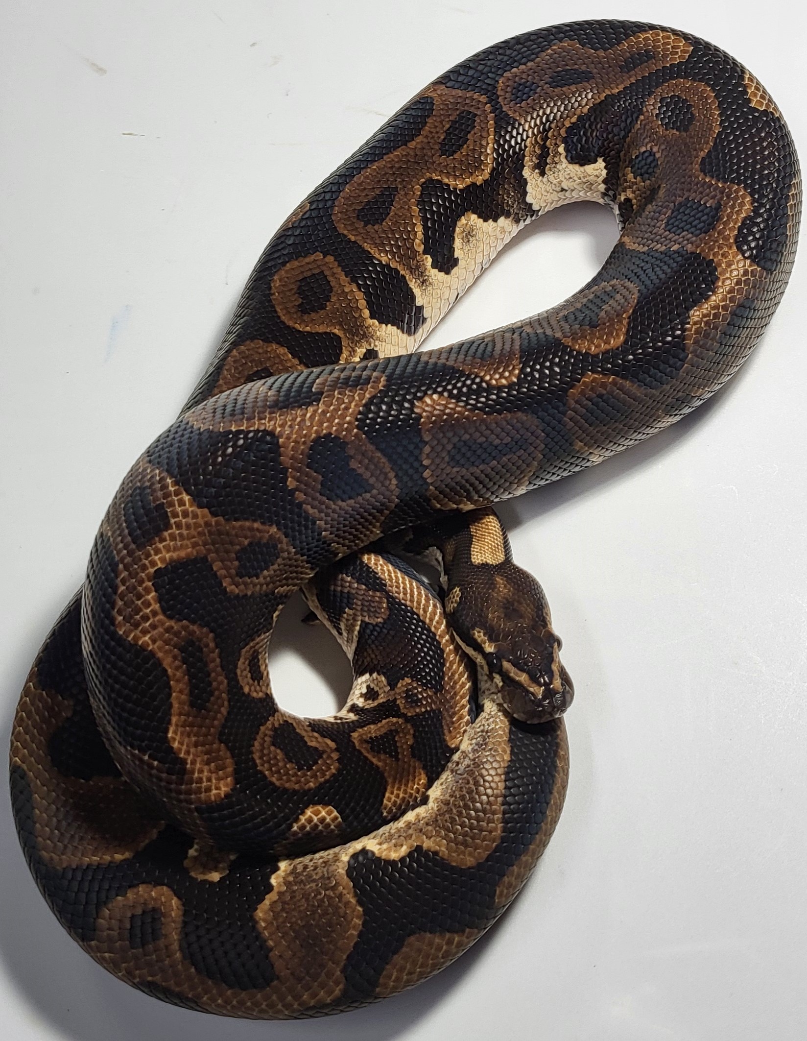 Leopard het clown 