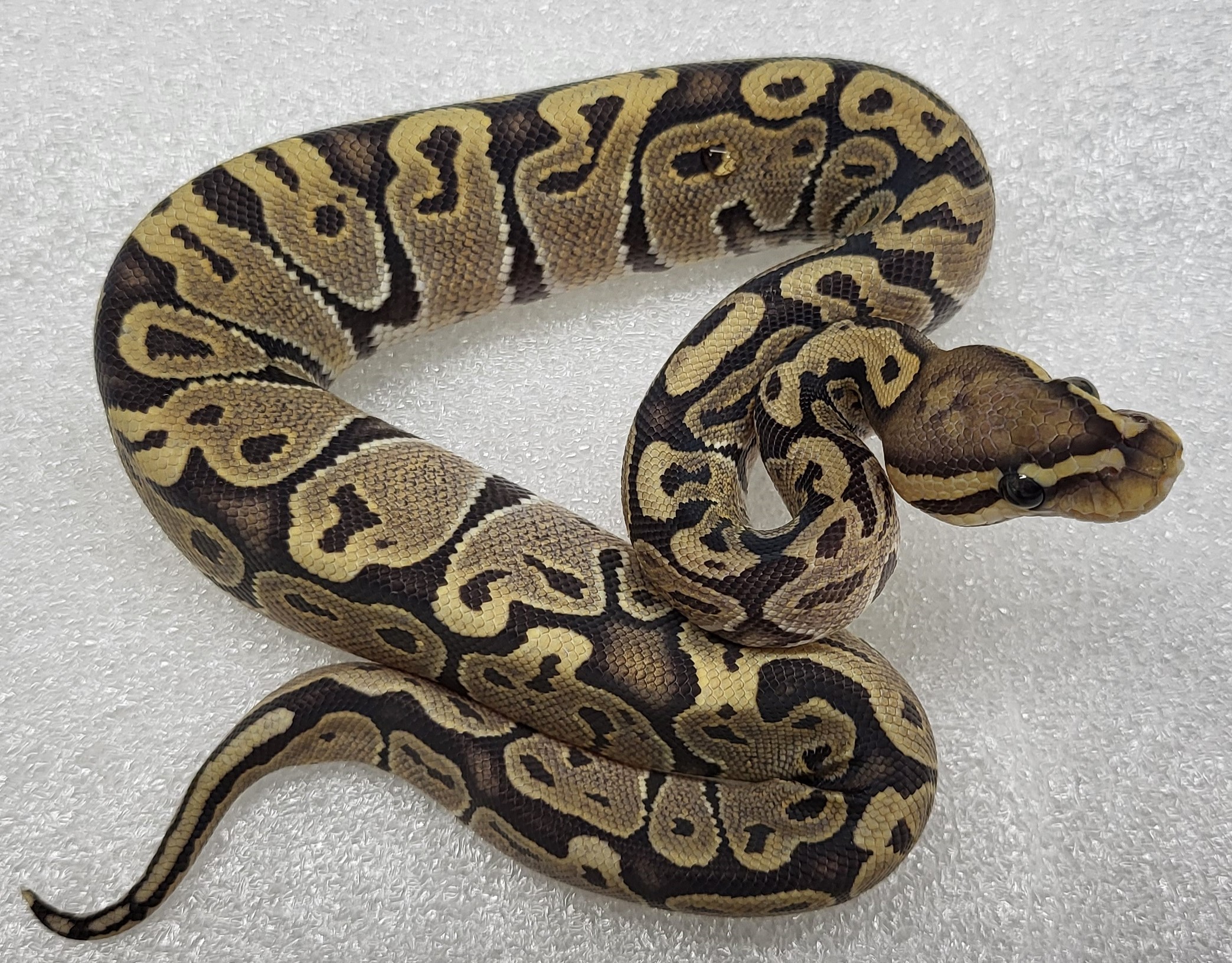  Hypo Het vpi ax Female 