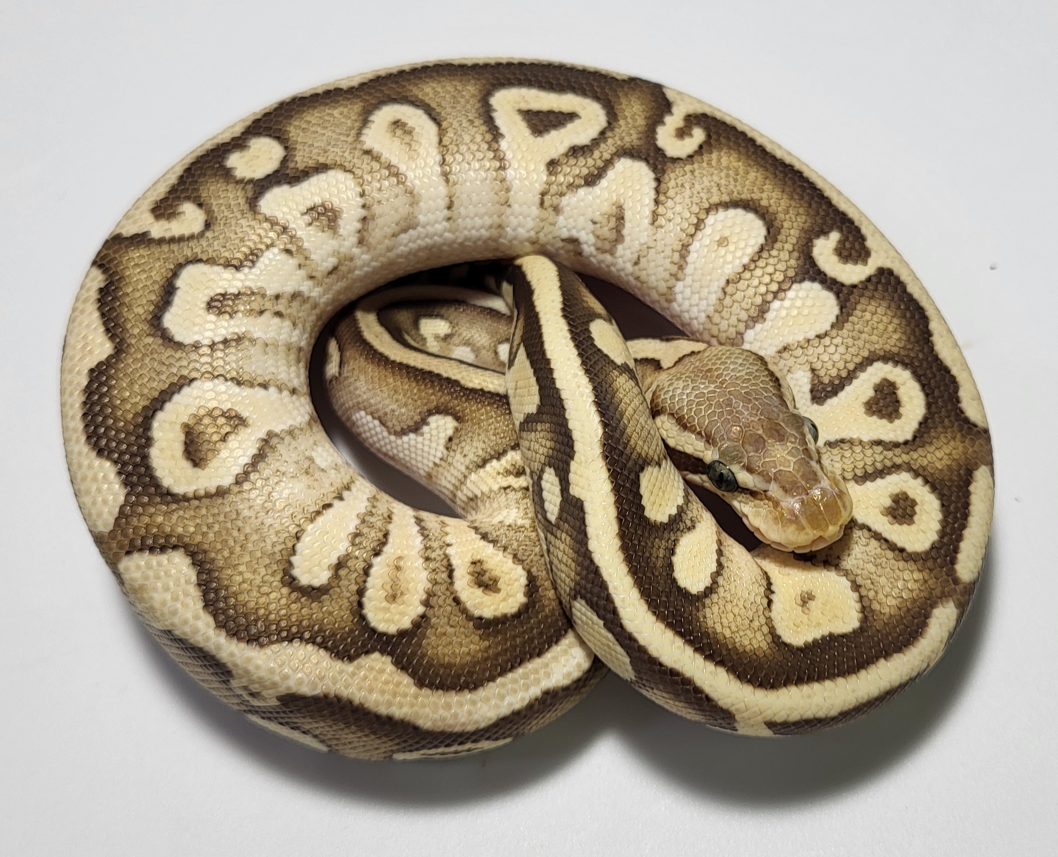 Pastel Sulfur het clown 