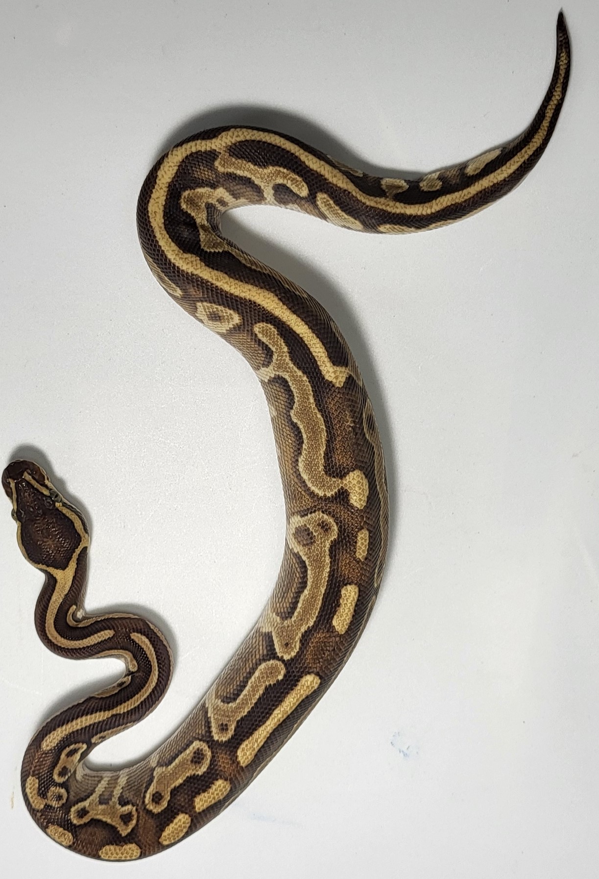 Leopard Enchi Mojave Yellowbelly 