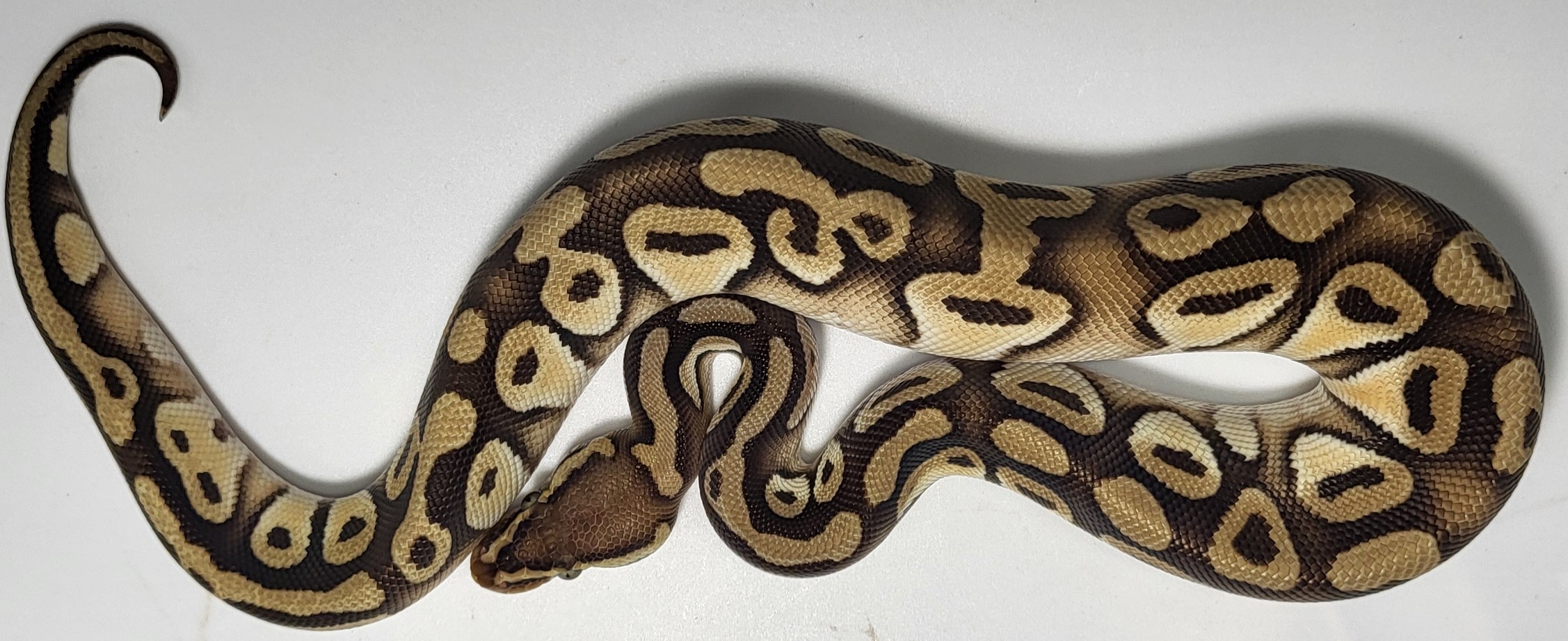 Mojave Orange Dream 