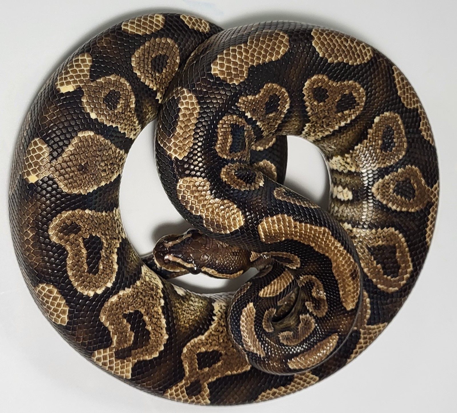 Yellowbelly 