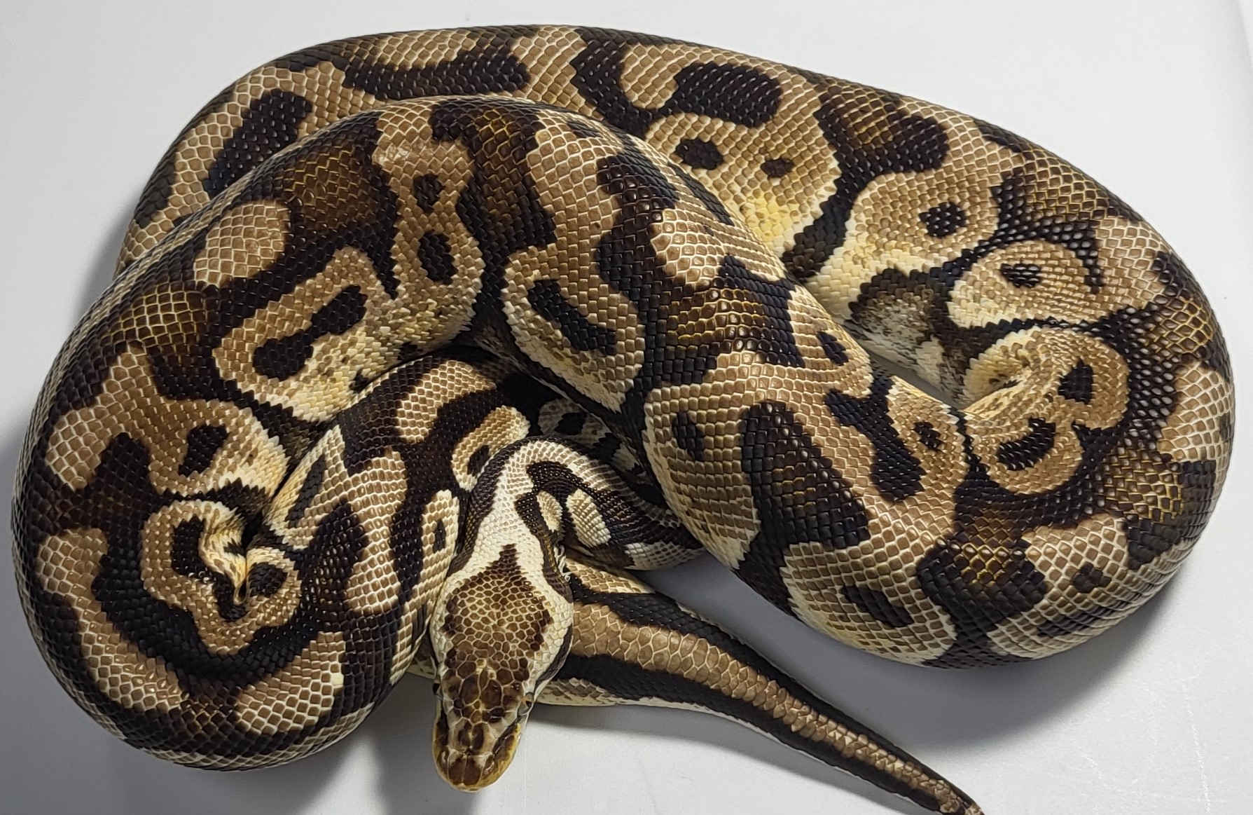 Pastel possible het clown 