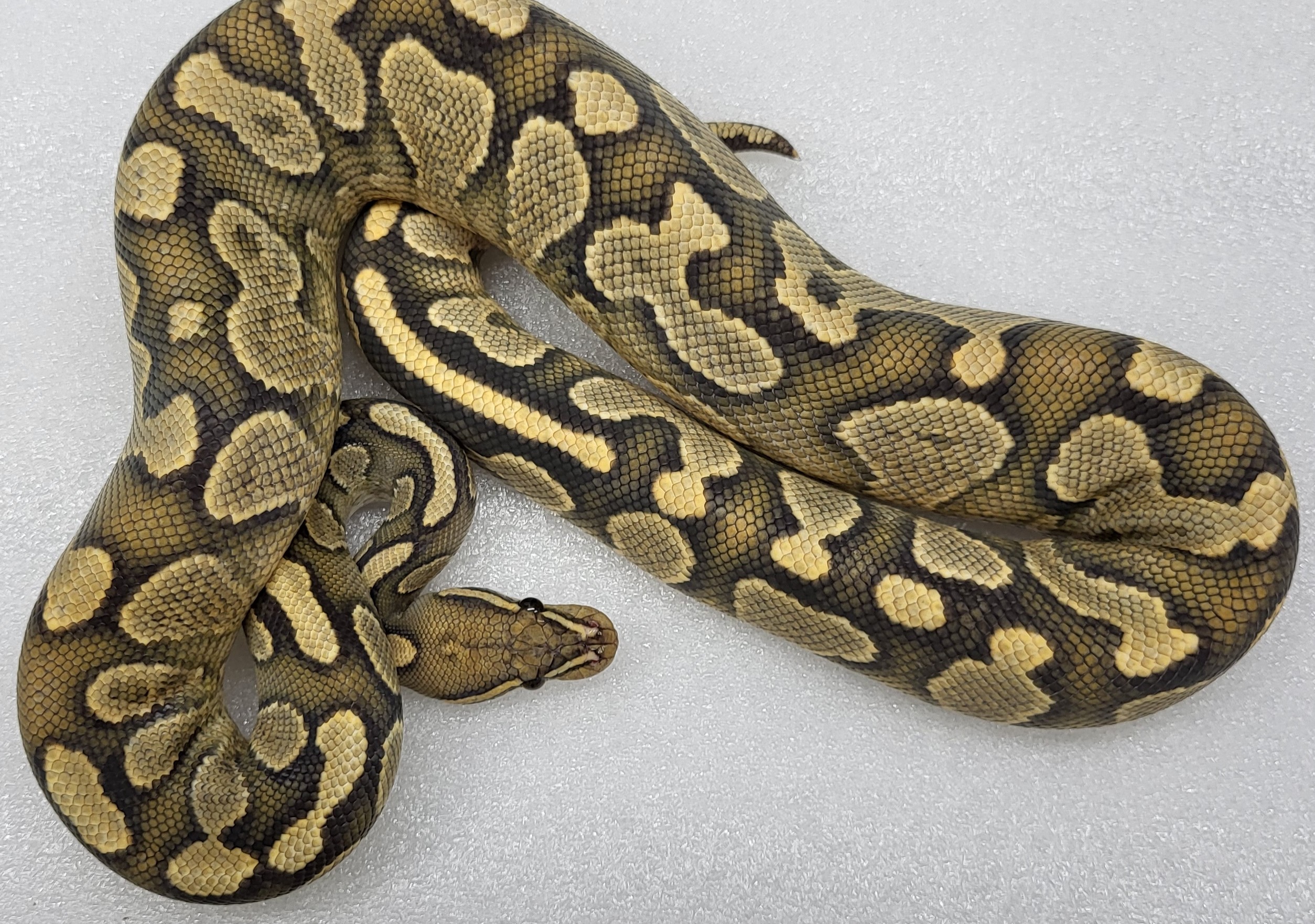 Yellowbelly Hypo Het vpi axanthic Male