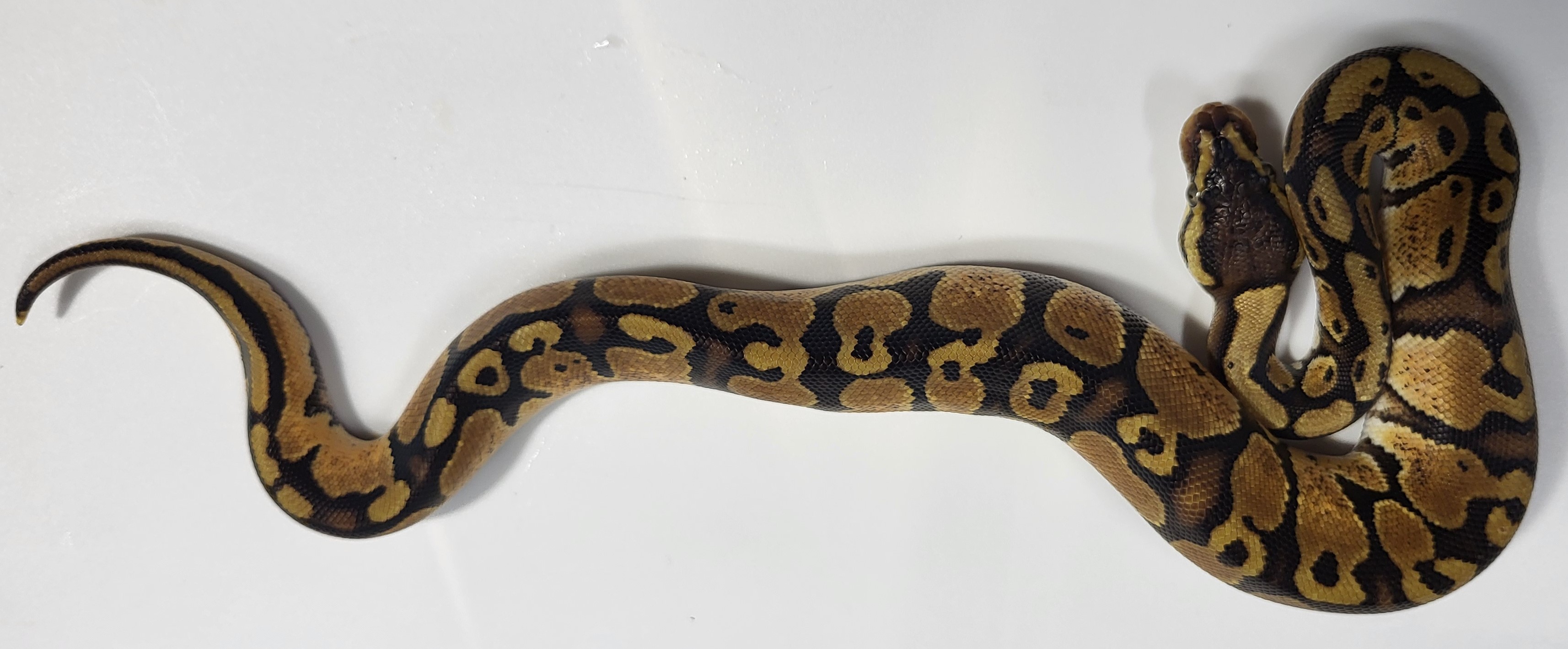 Pastel Red Stripe possible het hypo 