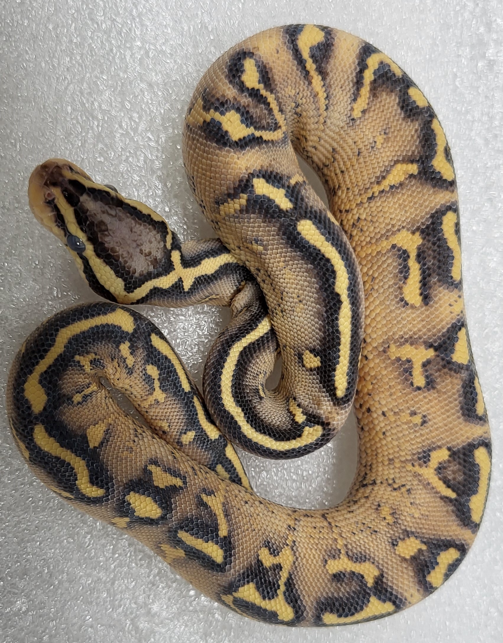 Pastel Super Gravel Male 