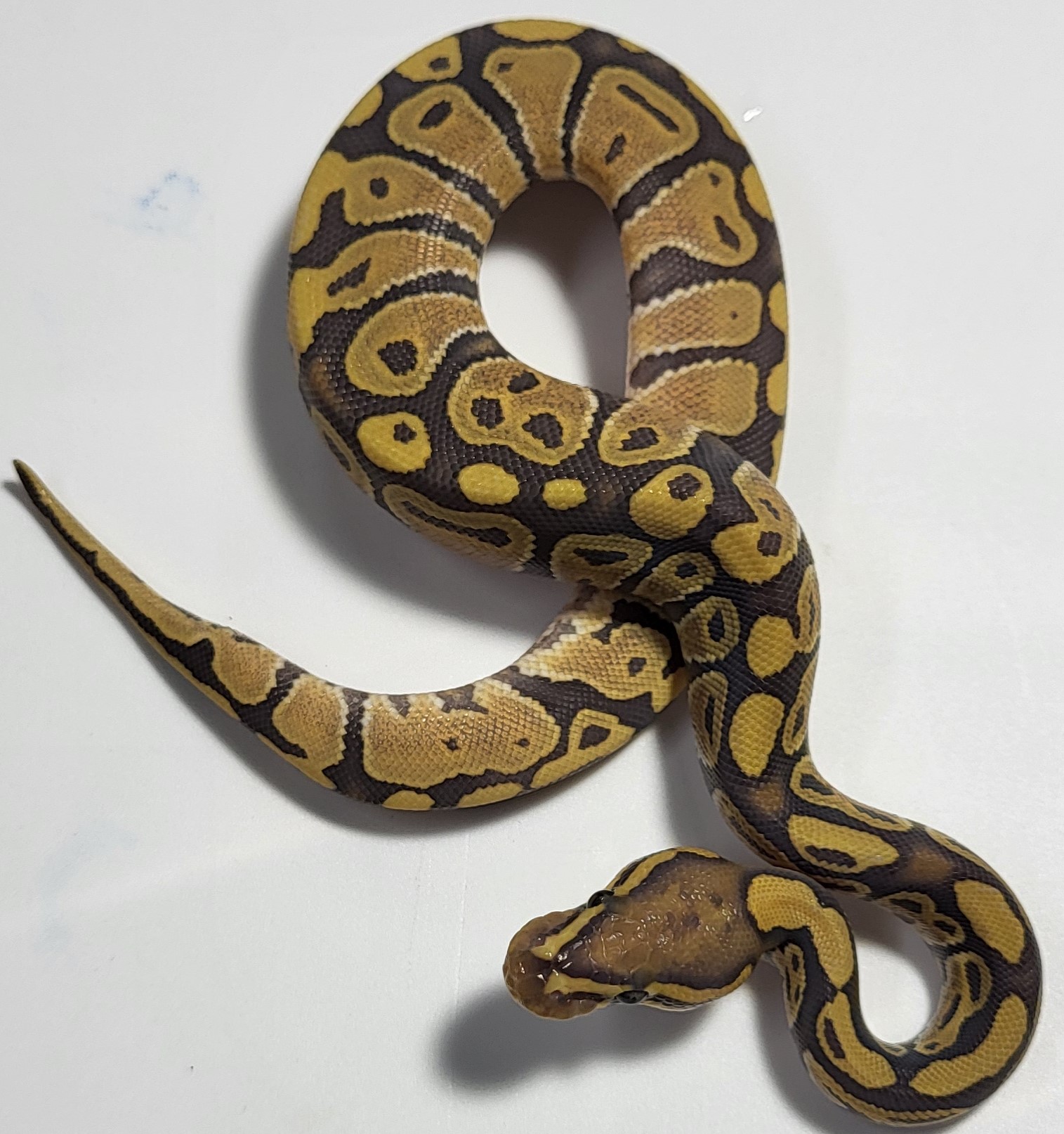 Hypo 