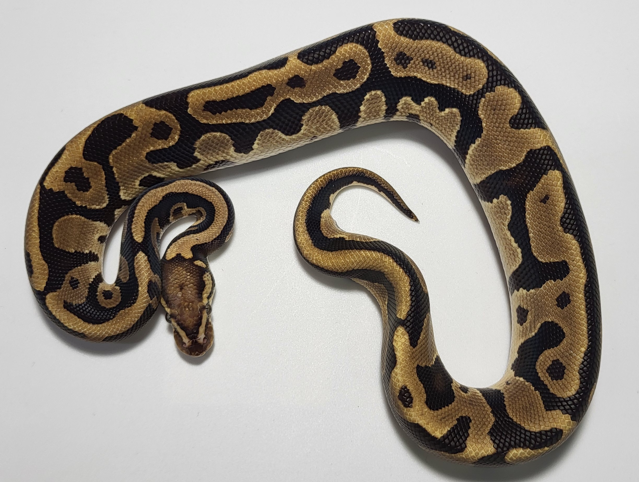 Calico Spotnose Leopard 