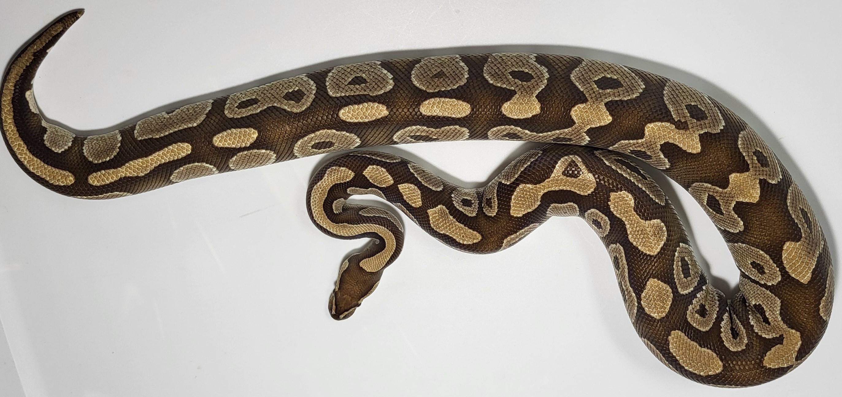 Mojave 