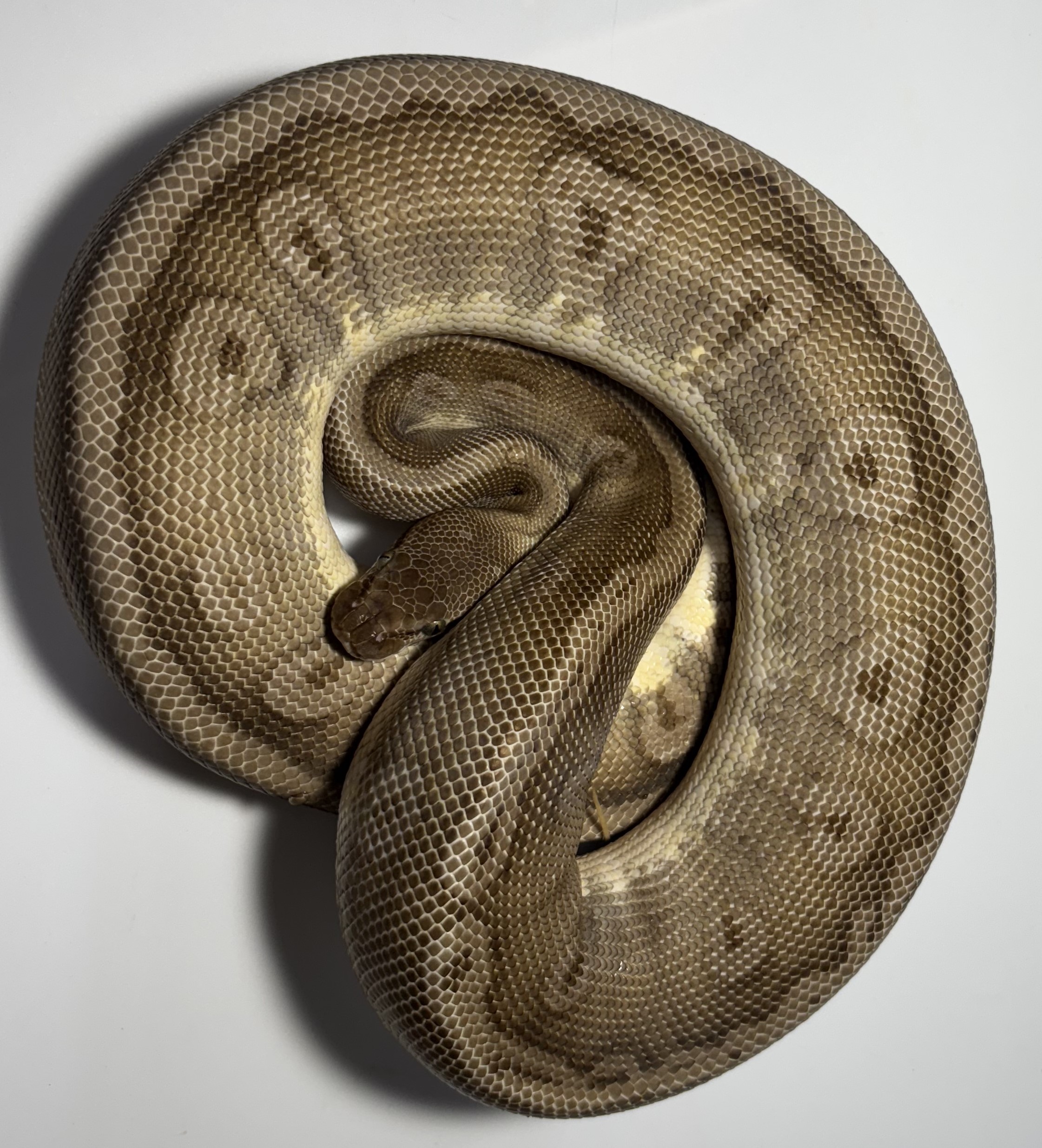 HGWG Pastel Mojave 