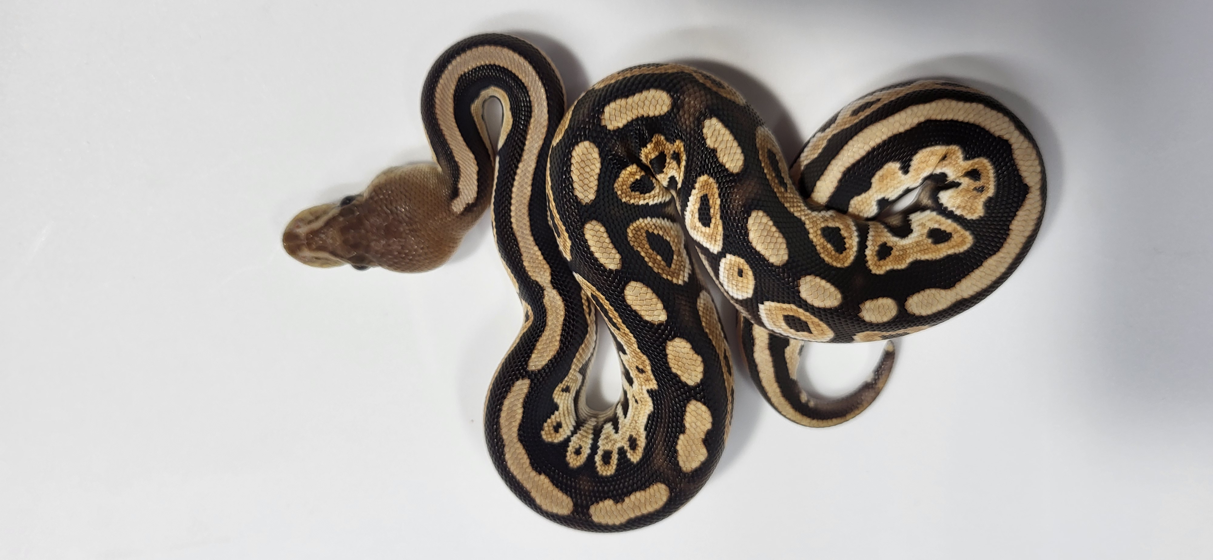 Orange Dream Cinnamon possible Het Hypo 