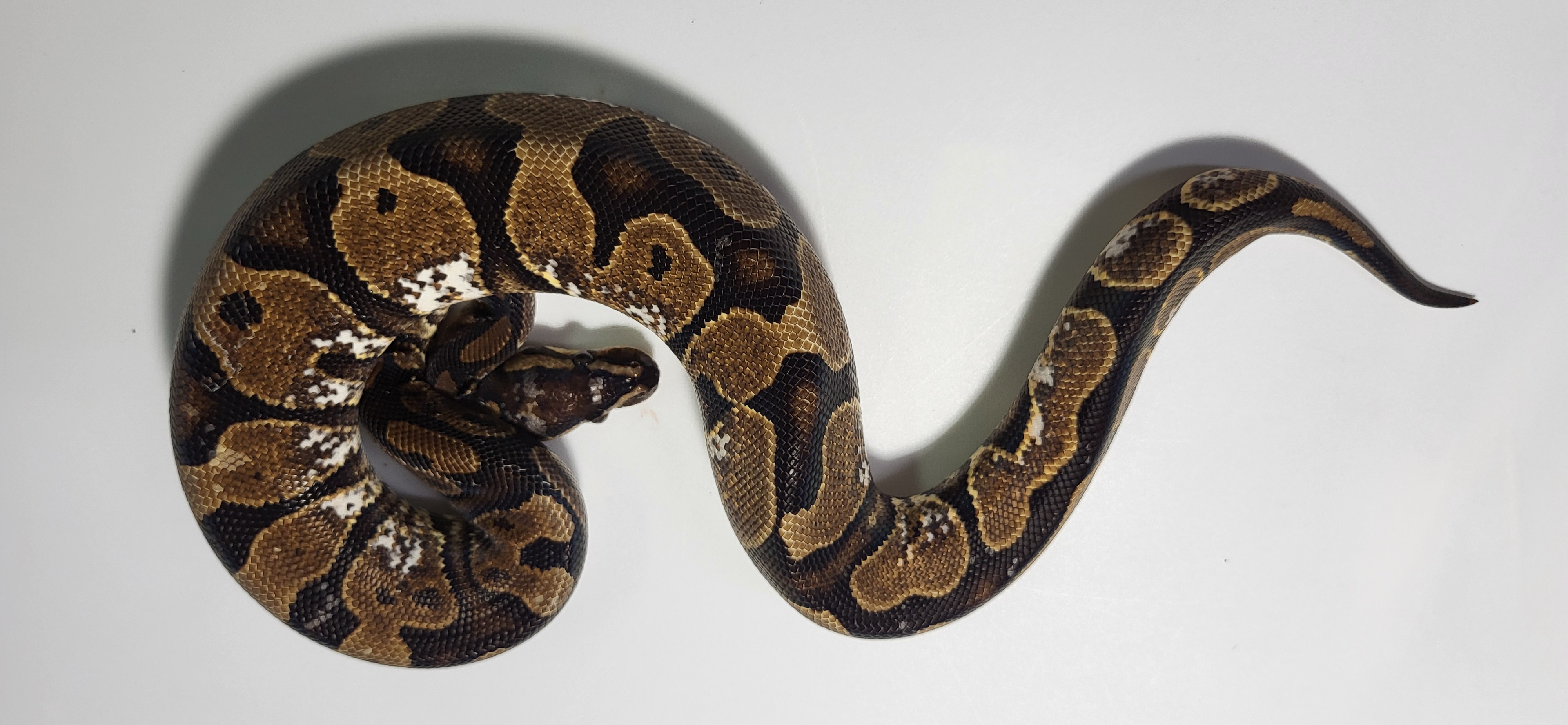 Calico Spotnose Yellowbelly