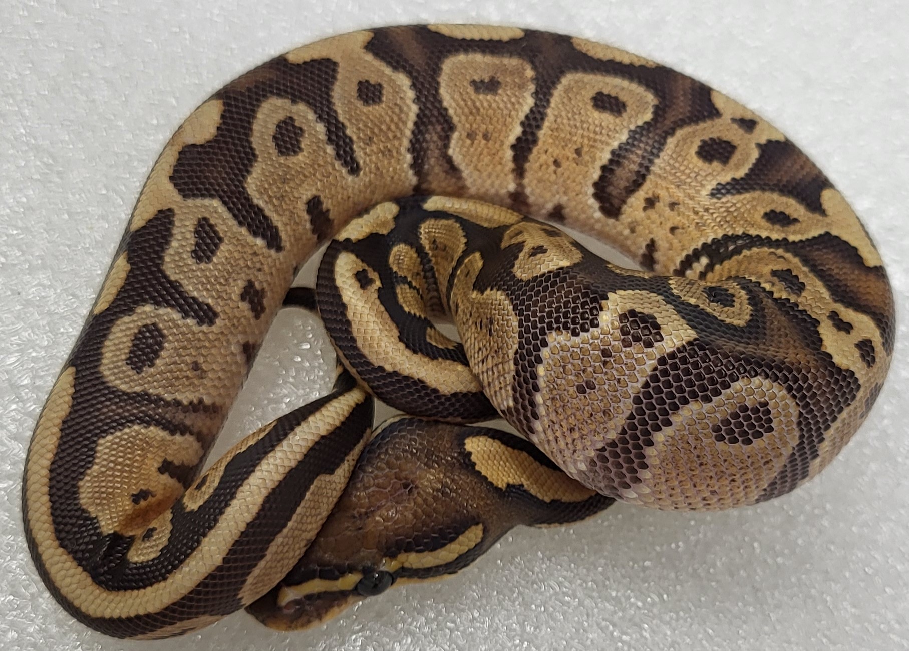 Blackhead Yellowbelly Female 