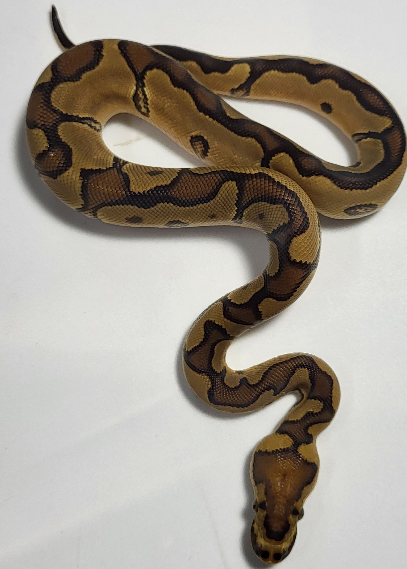 Enchi Clown 
