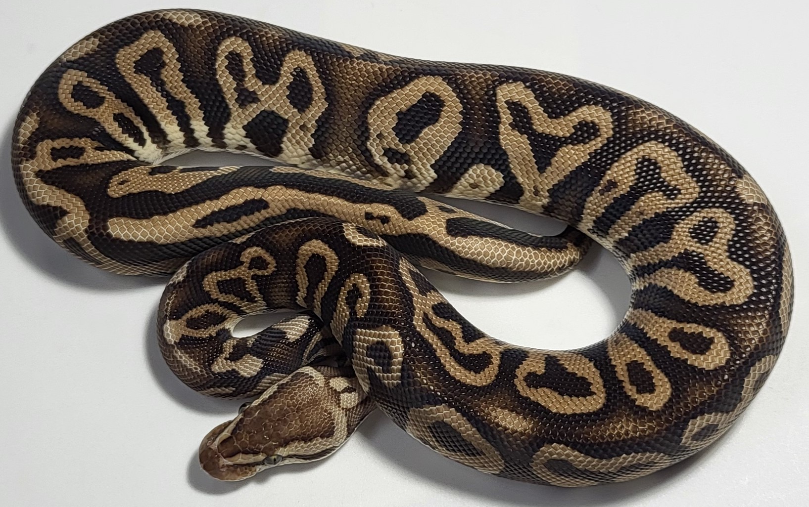 Pastel Leopard Chocolate double het hypo clown 