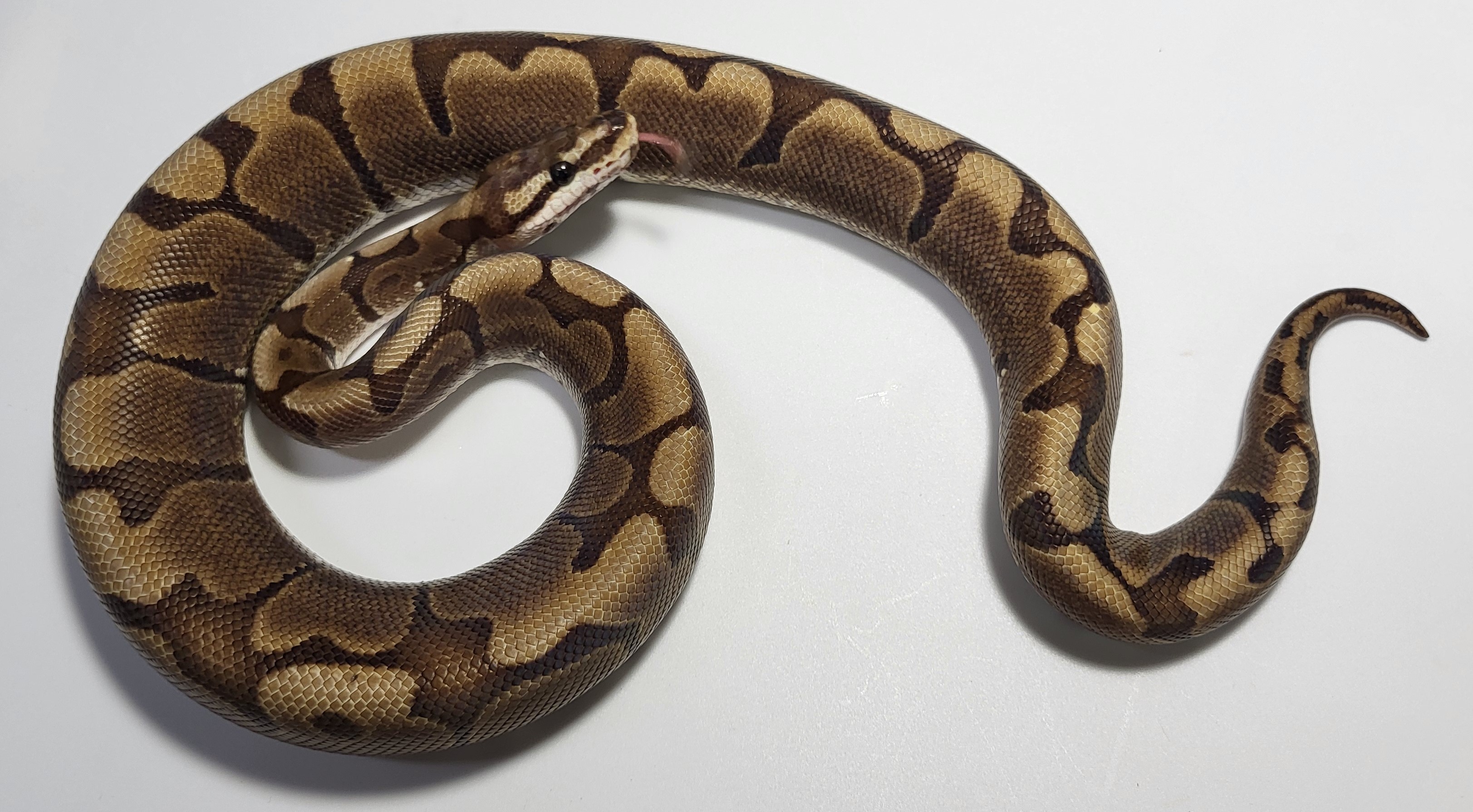 Woma Red Stripe Female 