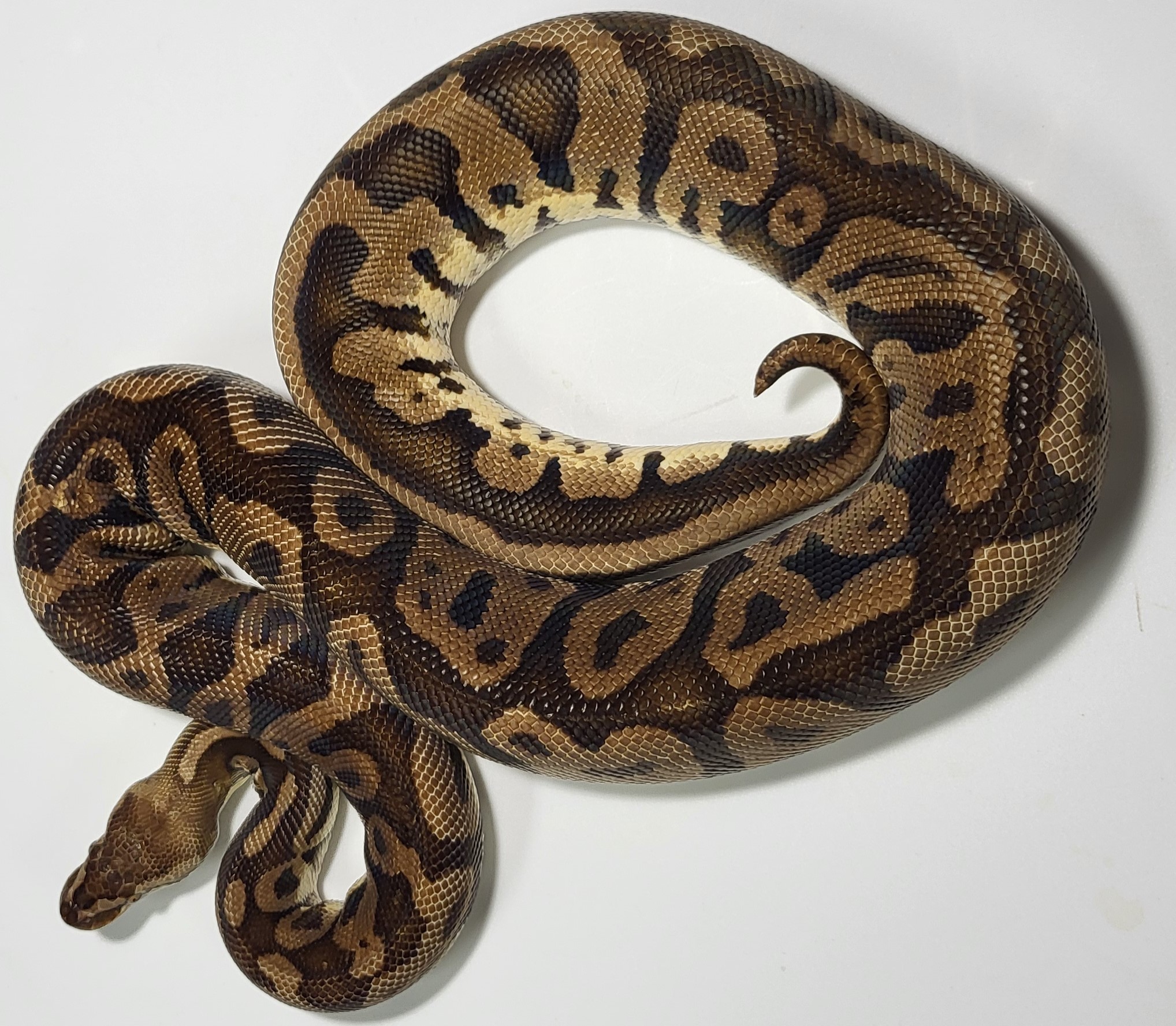 Pastel Volta het pied 