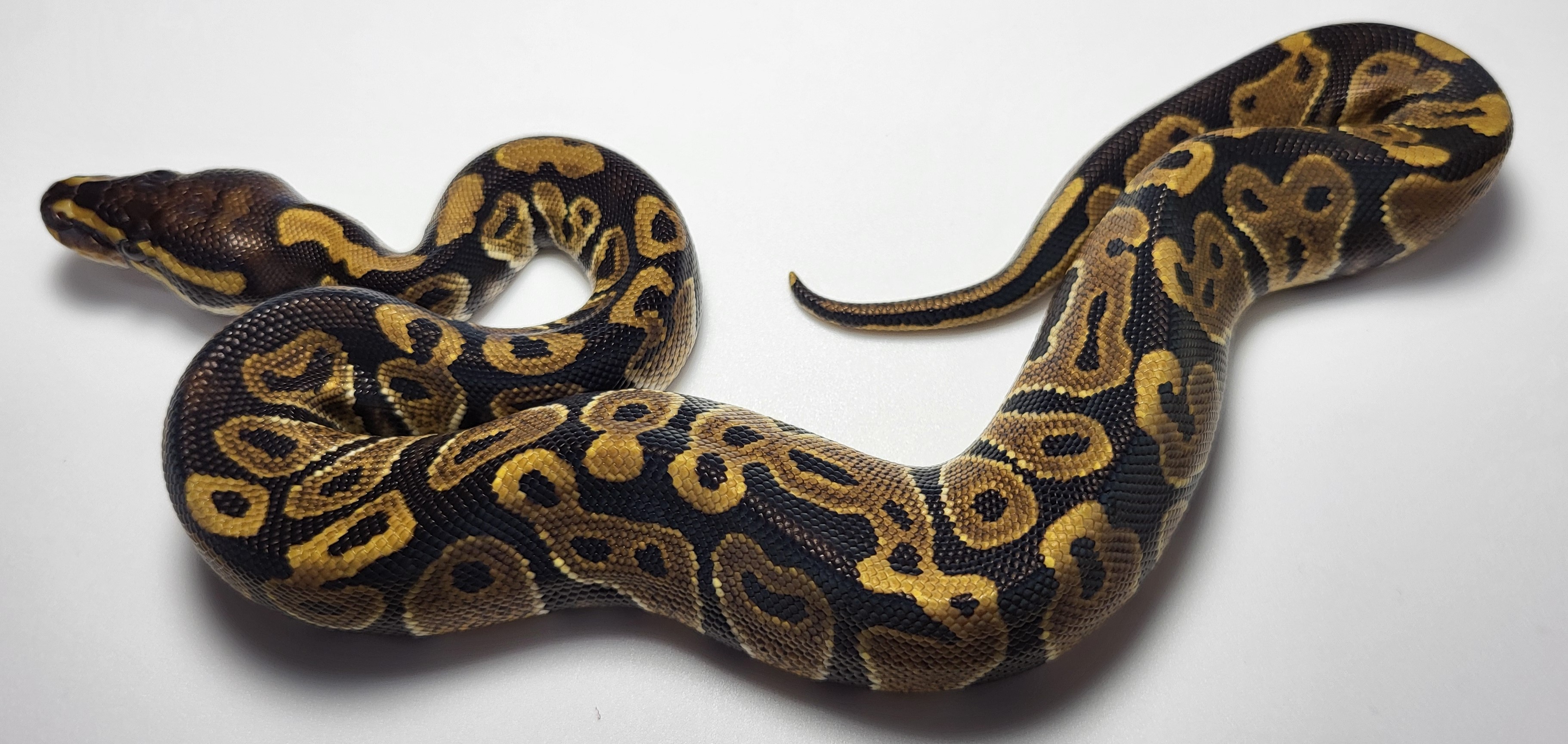 Normal het axanthic 