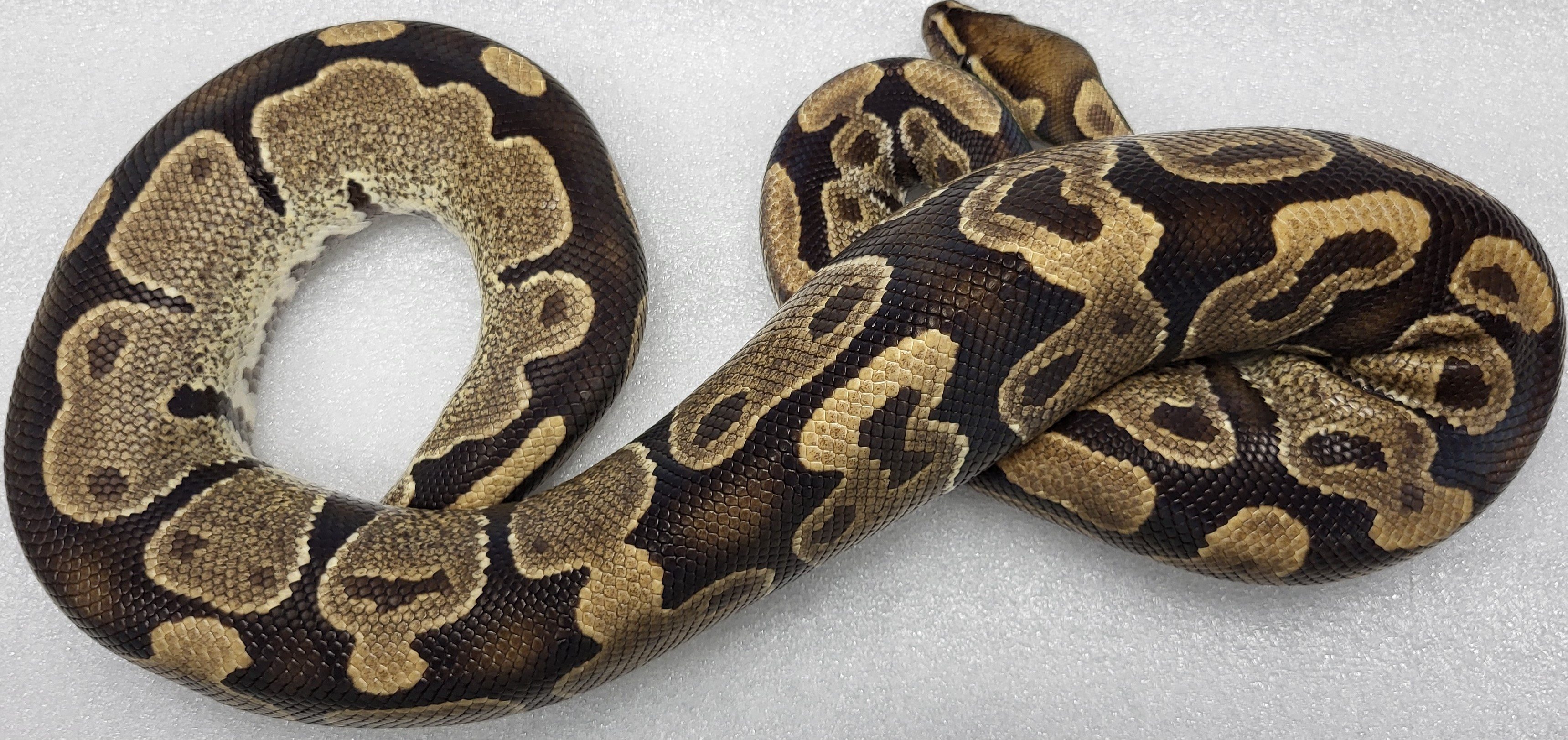 Yellowbelly Male 