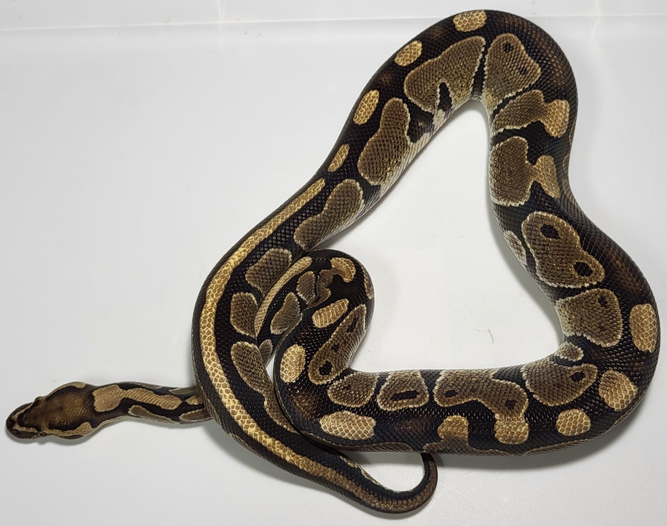 Normal double het stripe clown 