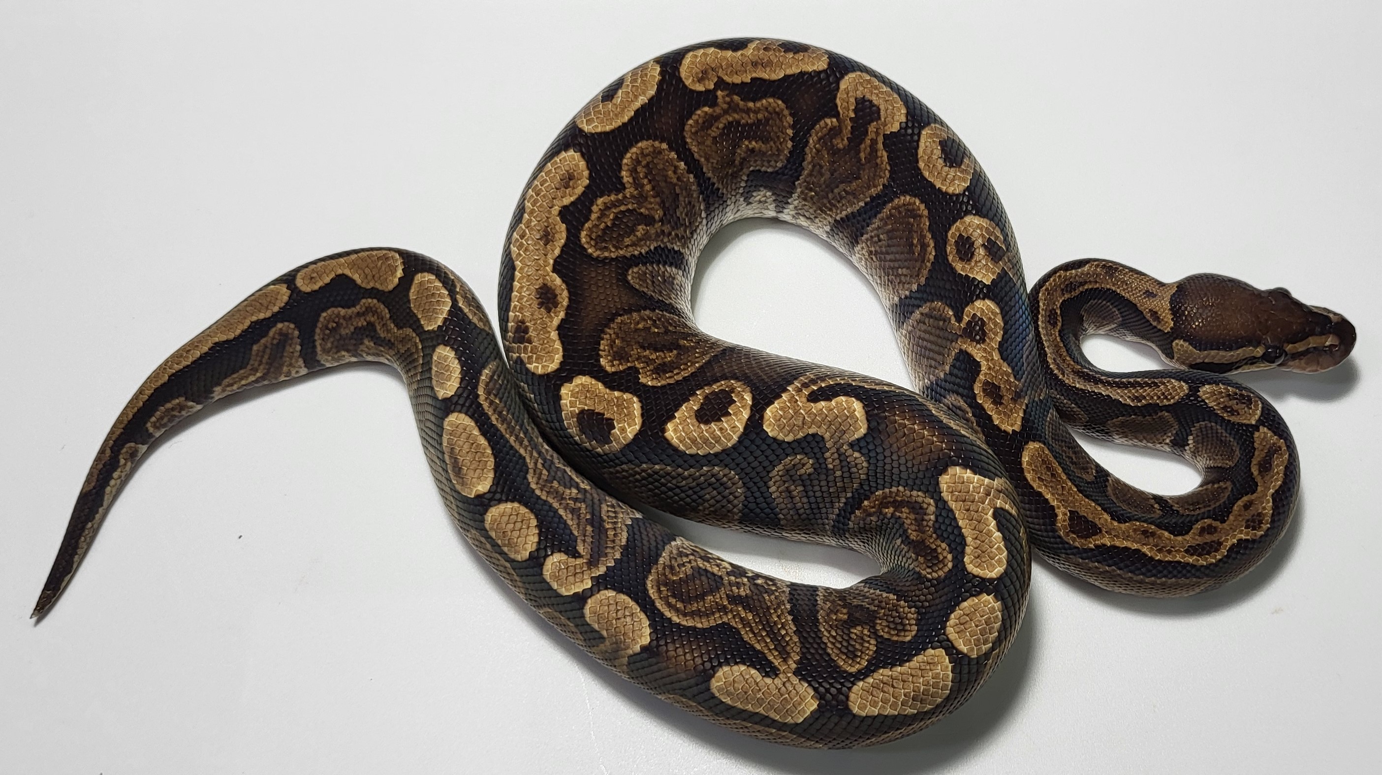 GHI Female 