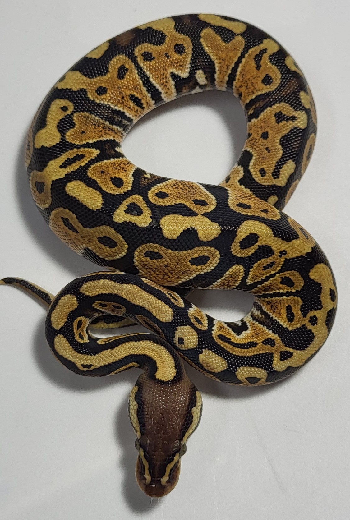 Pastel Yellowbelly 