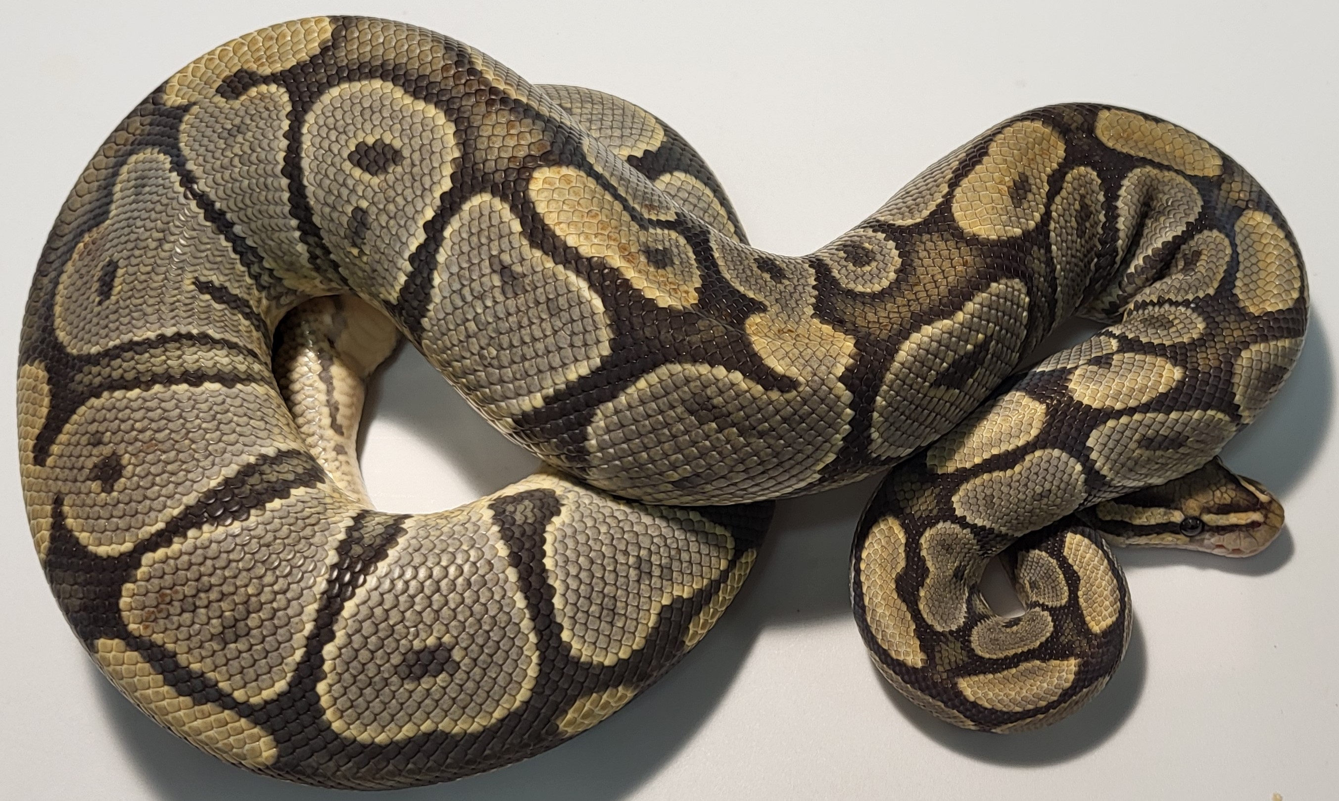 Hypo 