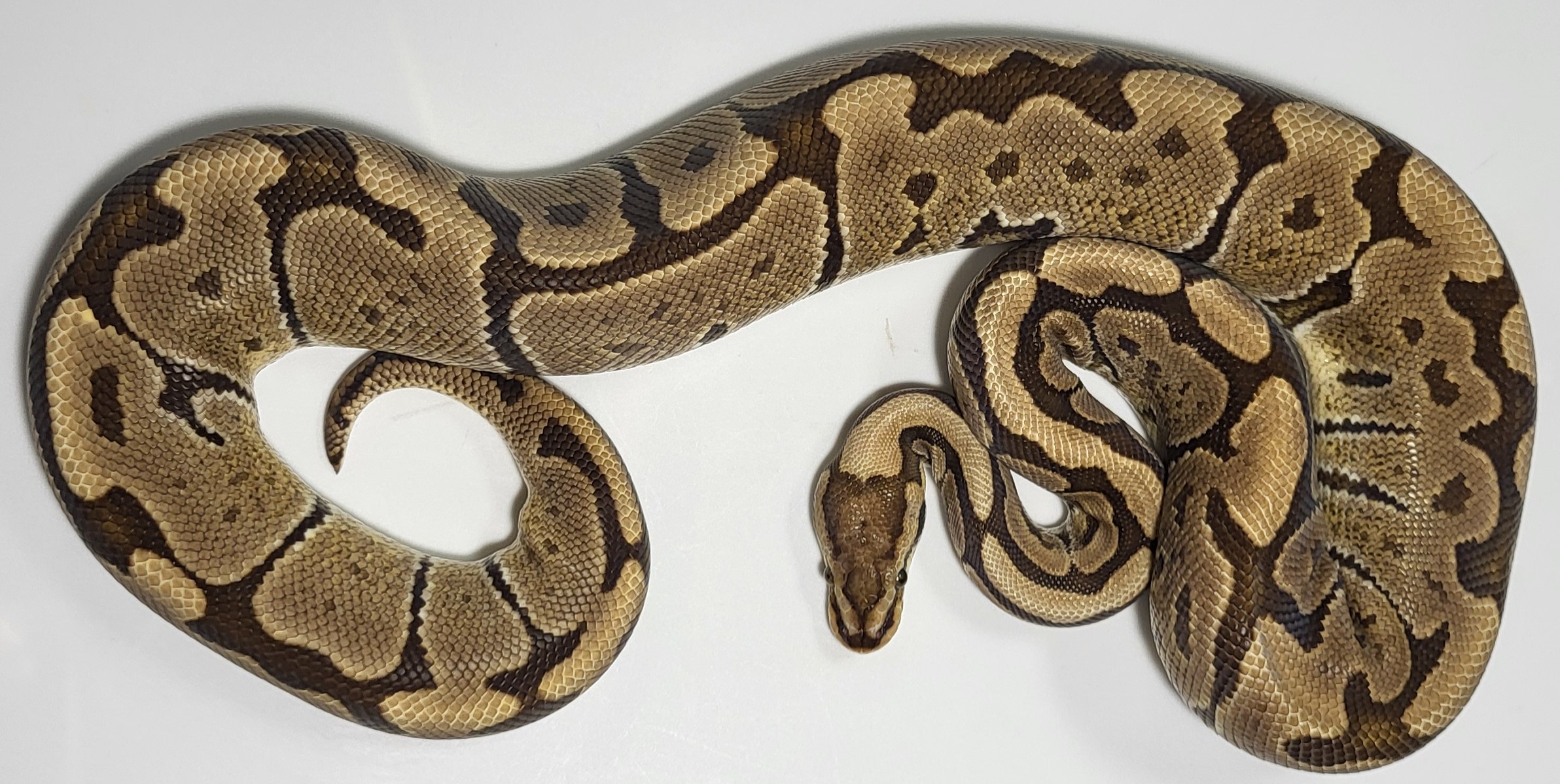 Hidden Gene Woma Granite 