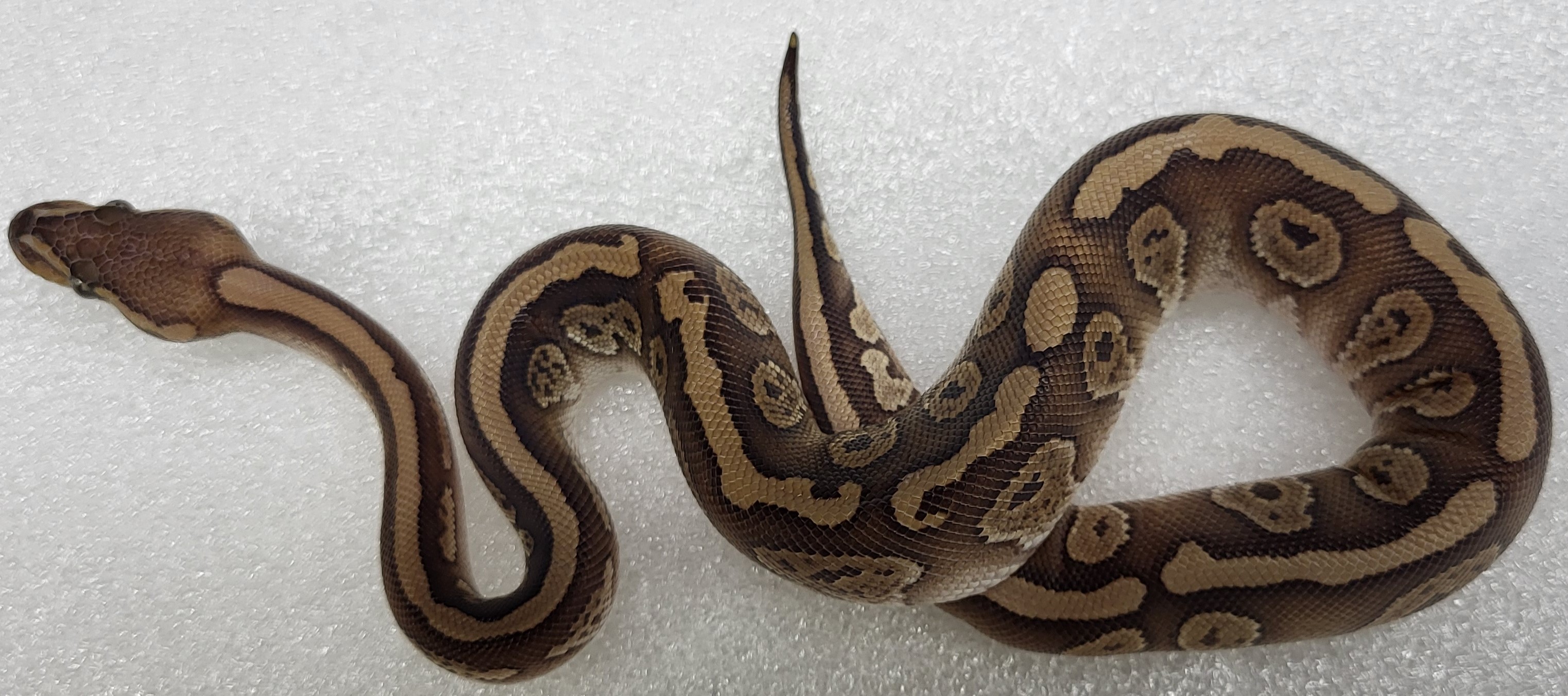 Red Stripe Mojave ph vpi Male